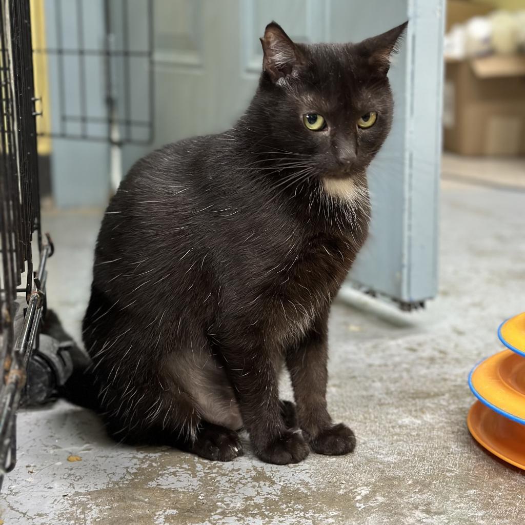 M&M, Adoptable, Adult Female Domestic Short Hair.