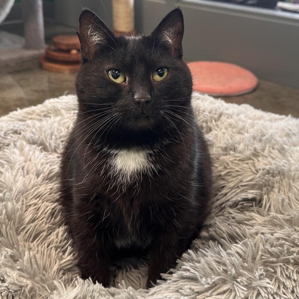 Enlarge M&M, a Adoptable Domestic Short Hair in Mount Vernon, IN image 3/6