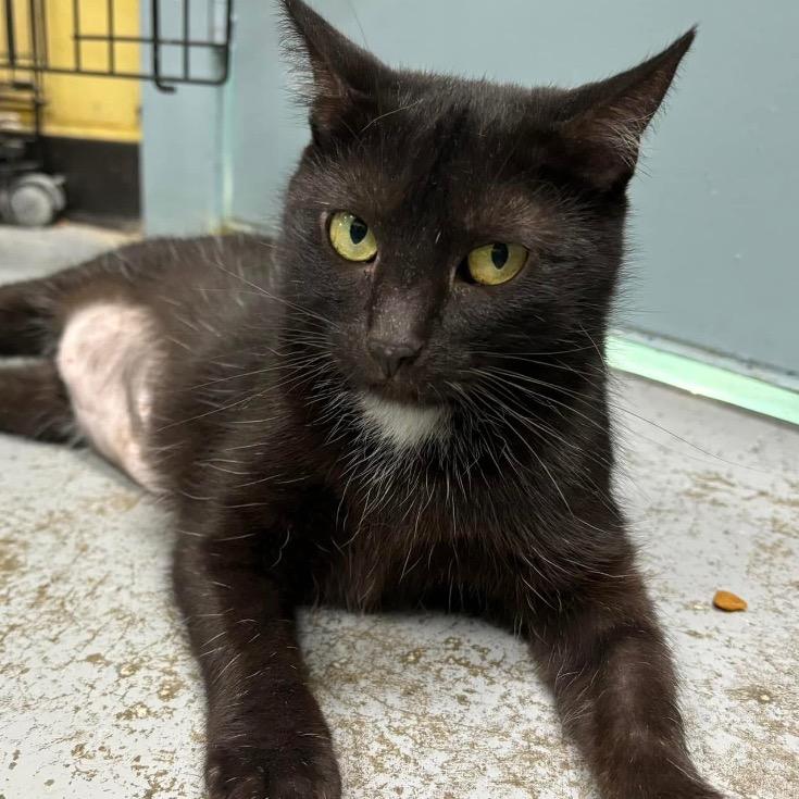 M&M, a Adoptable Domestic Short Hair in Mount Vernon, IN image 2/3