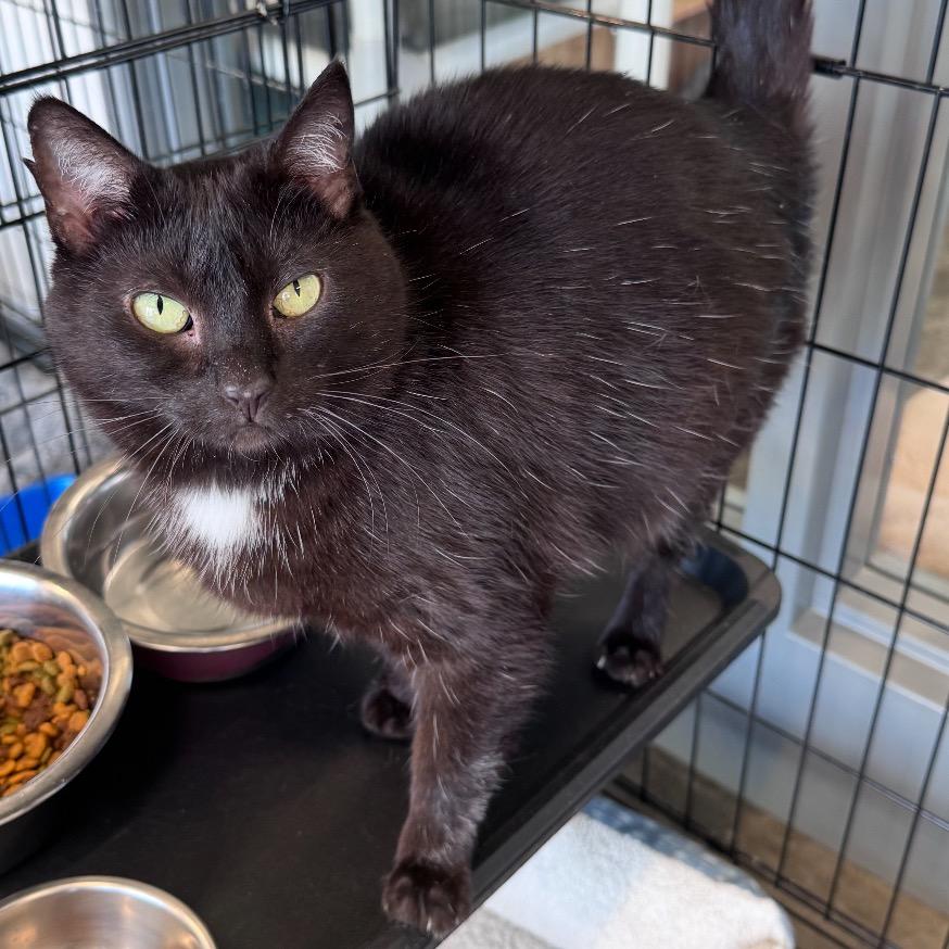 Enlarge M&M, a Adoptable Domestic Short Hair in Mount Vernon, IN image 4/6