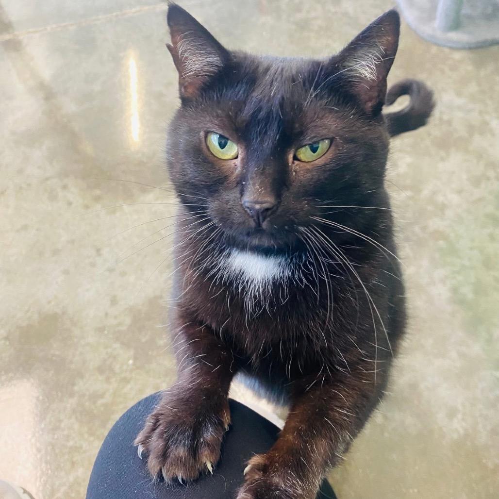 Enlarge M&M, a Adoptable Domestic Short Hair in Mount Vernon, IN image 5/6