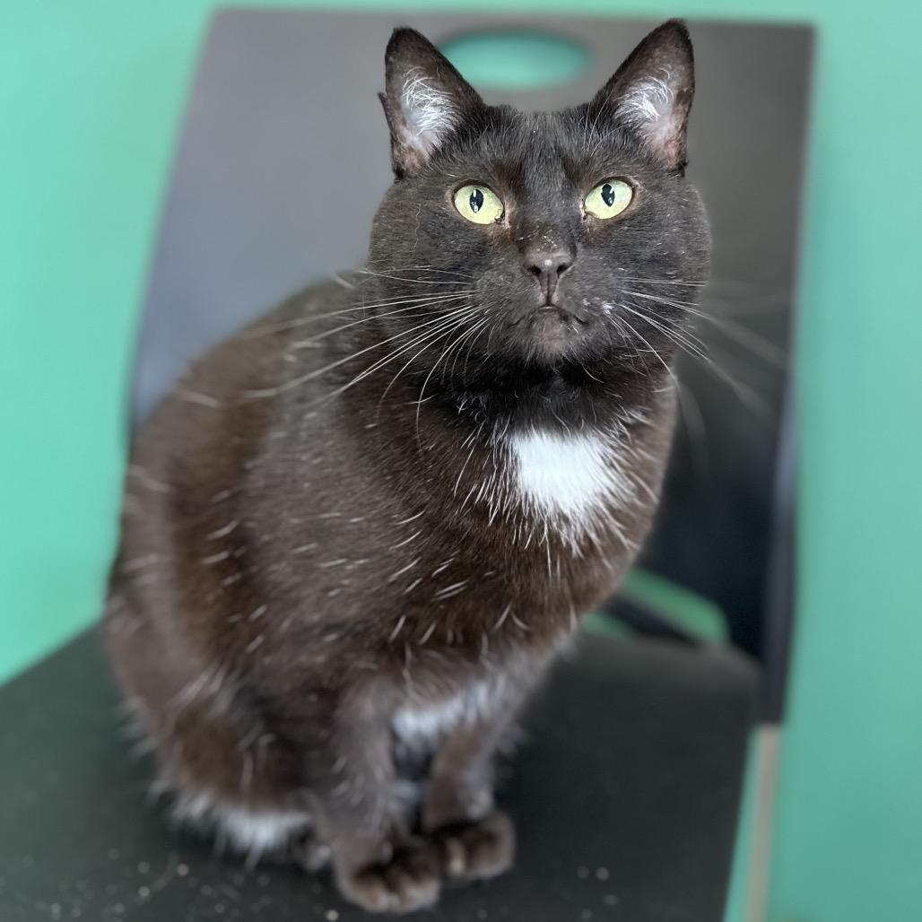 Enlarge M&M, a Adoptable Domestic Short Hair in Mount Vernon, IN image 5/6