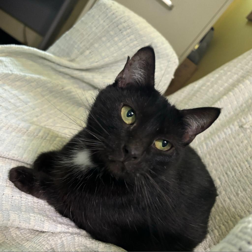 M&M, a Adoptable Domestic Short Hair in Mount Vernon, IN image 3/3