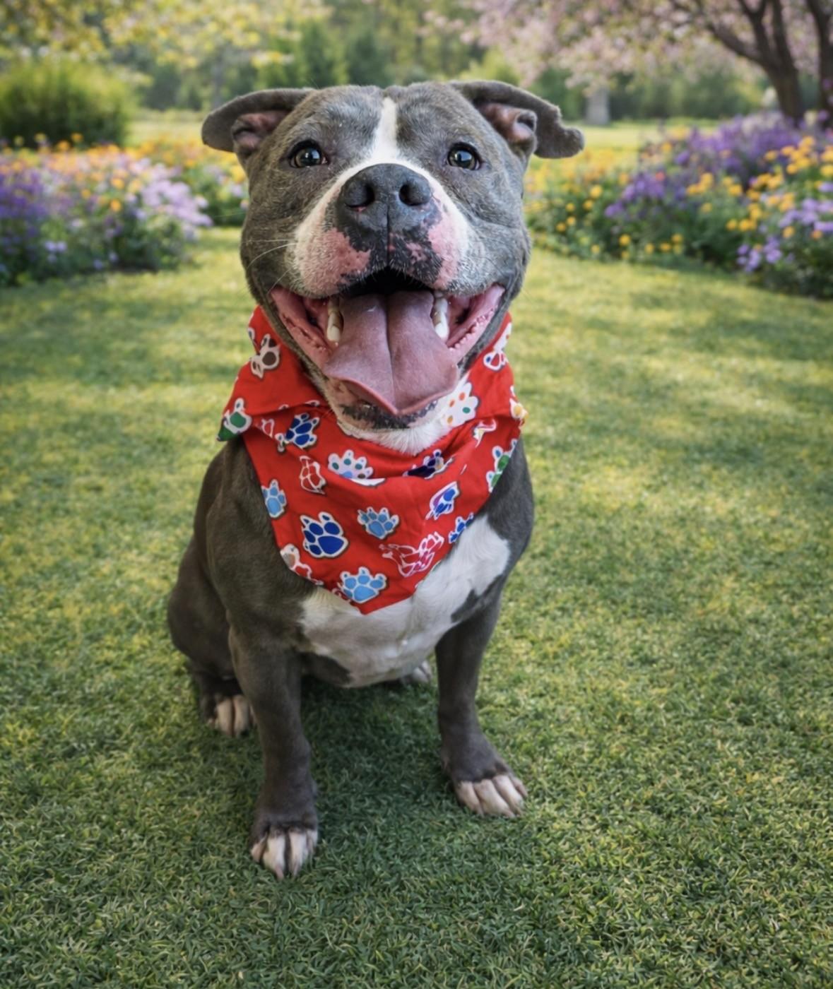 26-0147 "Ares", ADOPTABLE, Adult Male Pit Bull Terrier.
