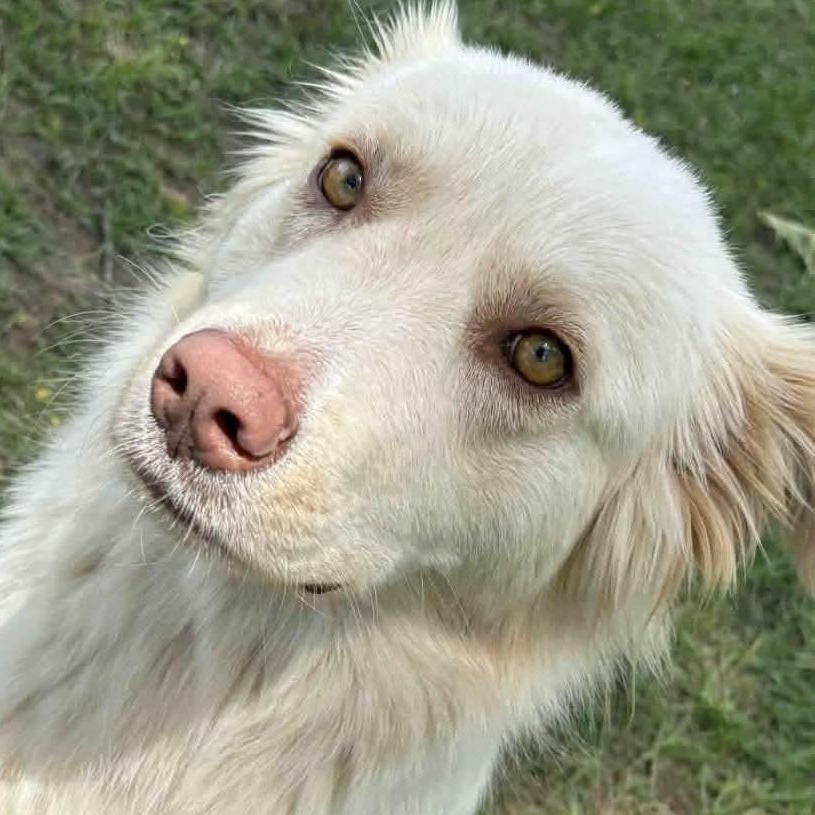 Heidi (20260904-07), Adopted, Young Female Great Pyrenees.