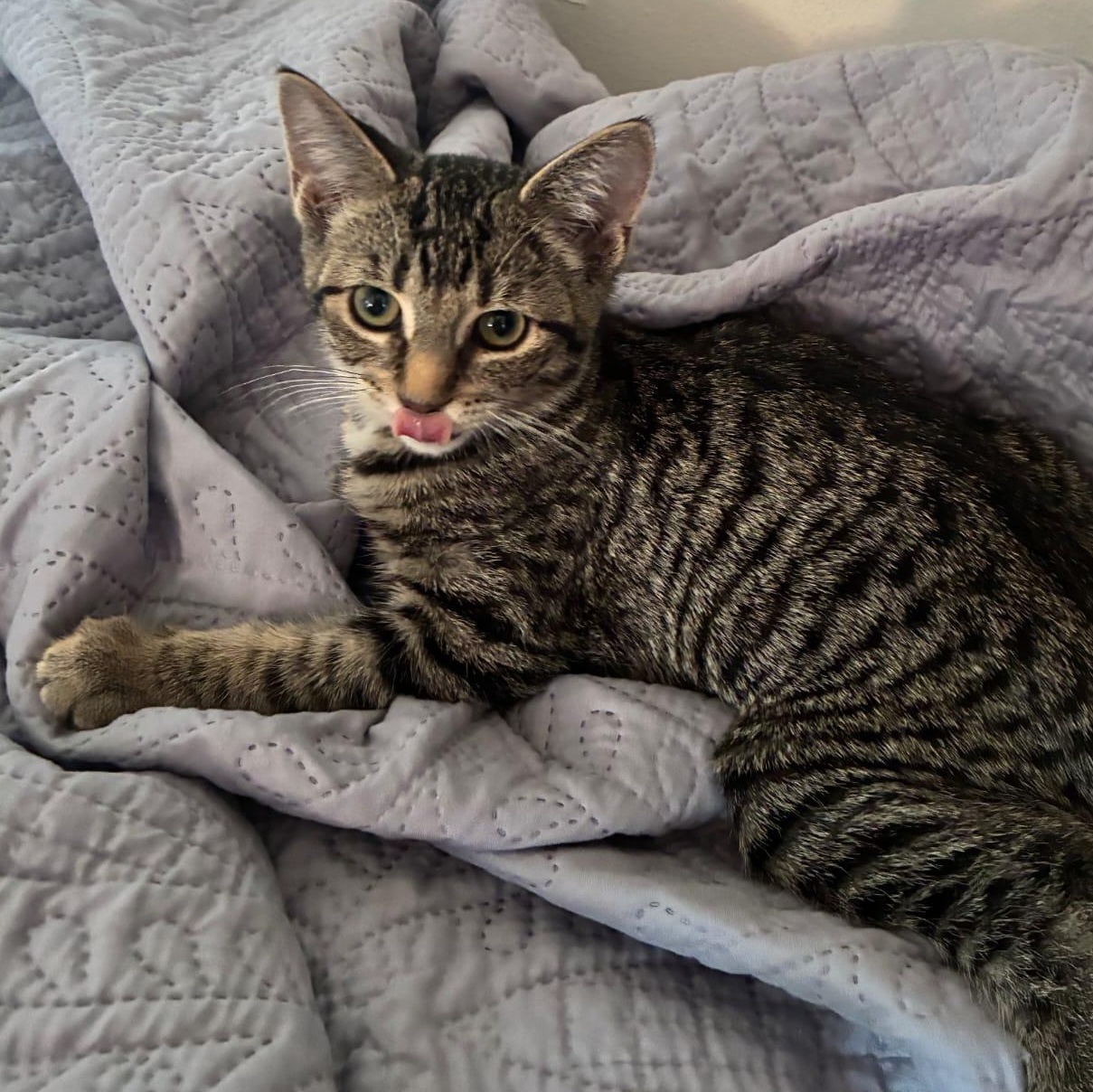 Kyon, ADOPTABLE, Kitten Male Domestic Short Hair.