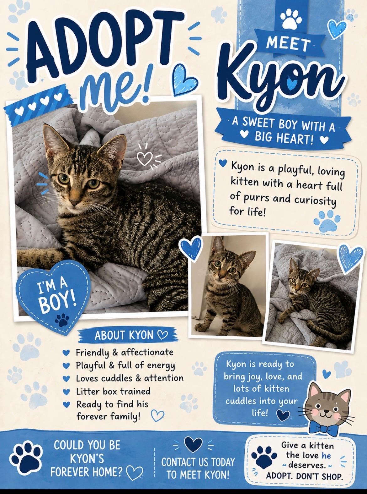 Enlarge Kyon, a ADOPTABLE Domestic Short Hair in Cambridge, ON image 2/2