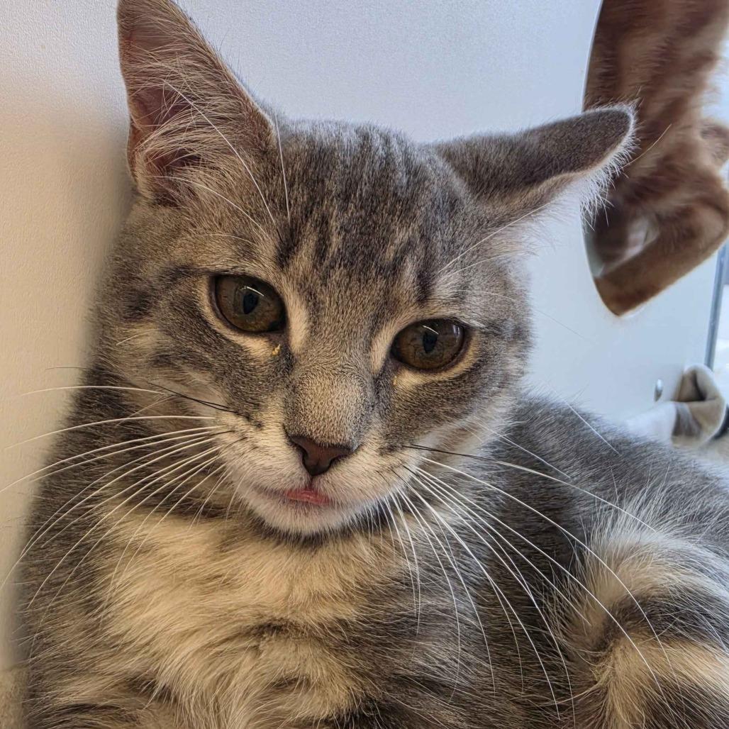 Enlarge Sassy, a Adoptable Domestic Short Hair in Beaumont, TX image 1/2