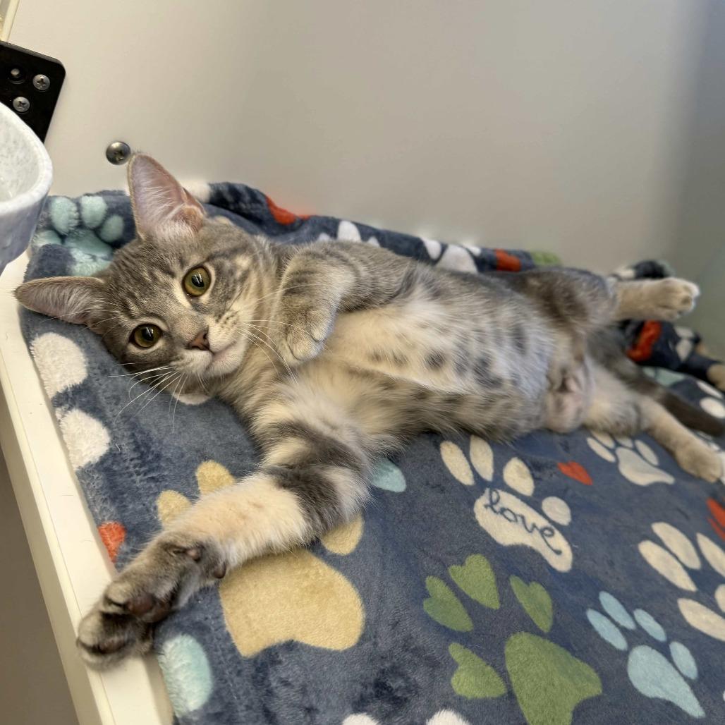 Enlarge Sassy, a Adoptable Domestic Short Hair in Beaumont, TX image 2/2