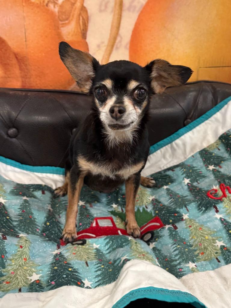 Helen, a Adoptable Chihuahua in Bryan, TX image 1/6