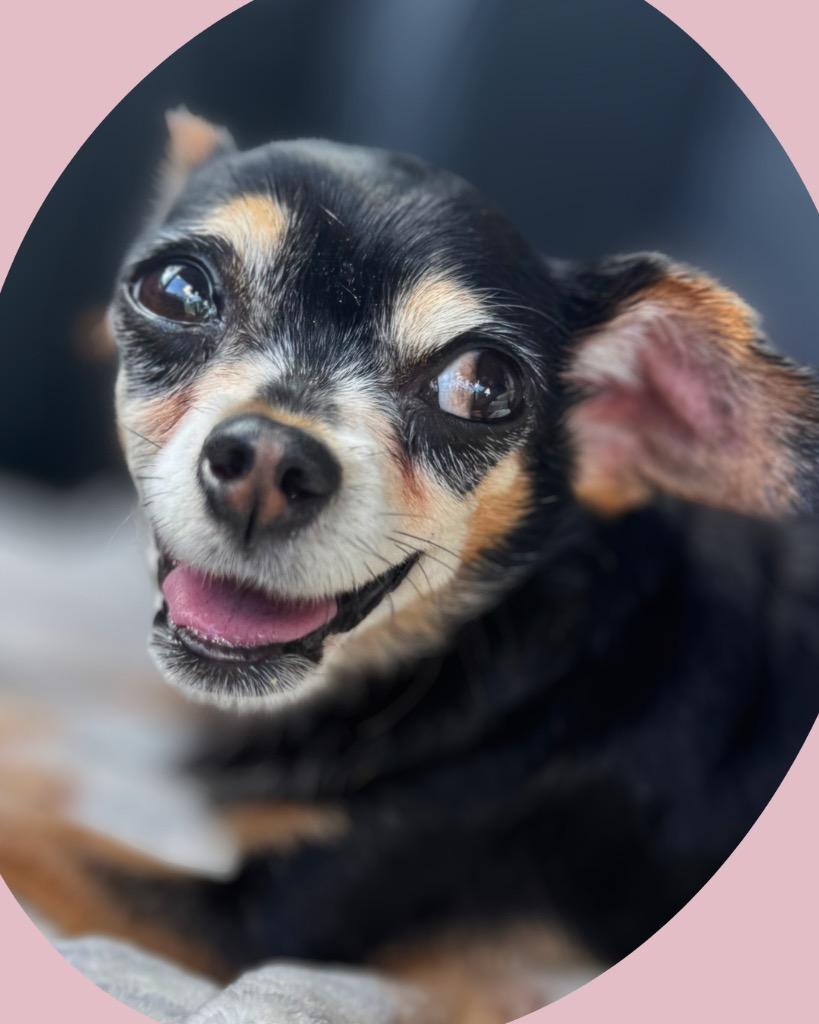 Helen, a Adoptable Chihuahua in Bryan, TX image 2/6