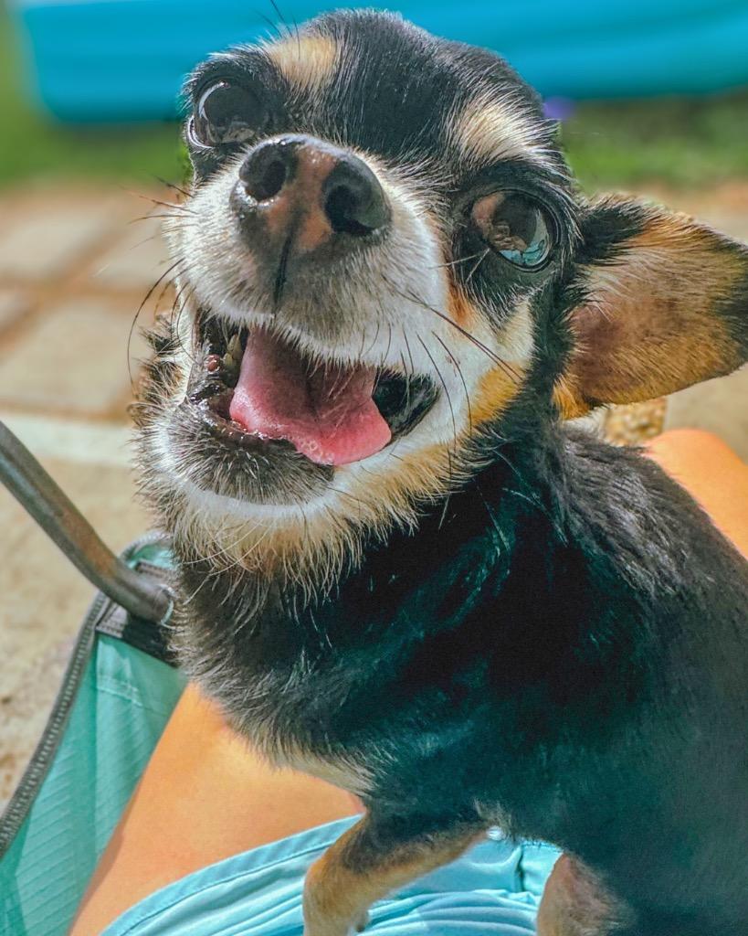 Helen, a Adoptable Chihuahua in Bryan, TX image 3/6
