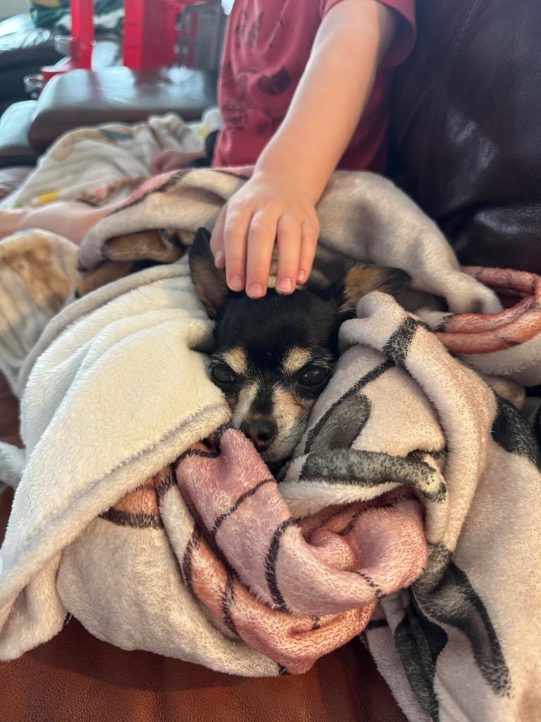 Helen, a Adoptable Chihuahua in Bryan, TX image 4/6