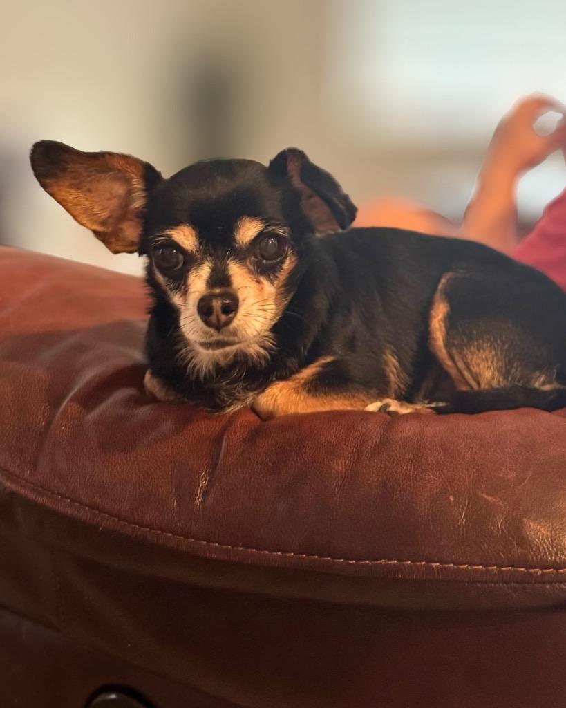 Helen, a Adoptable Chihuahua in Bryan, TX image 6/6