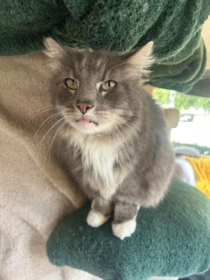 Mounds, Adoptable, Senior Male Domestic Medium Hair.
