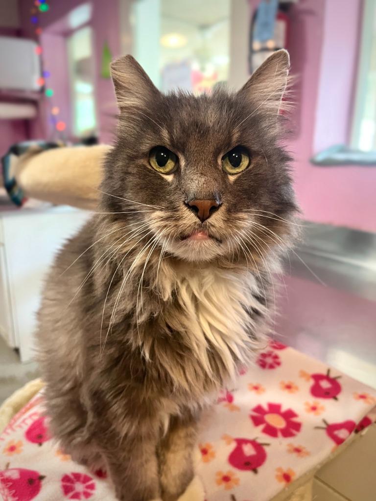 Enlarge Mounds, a Adoptable mixed breed in Los Angeles, CA image 2/6