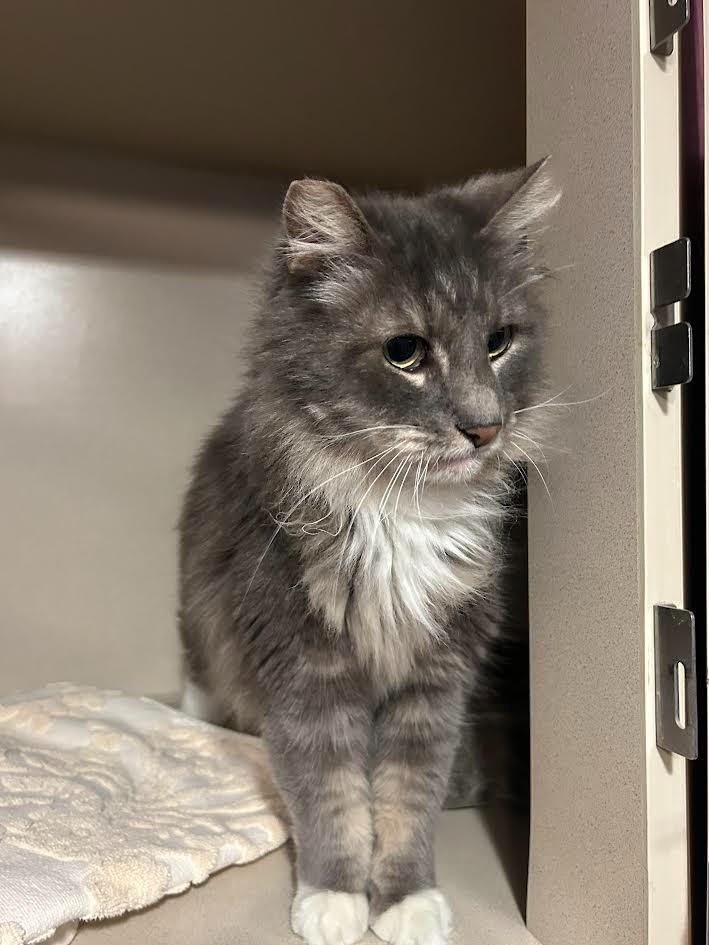 Enlarge Mounds, a Adoptable mixed breed in Los Angeles, CA image 3/6