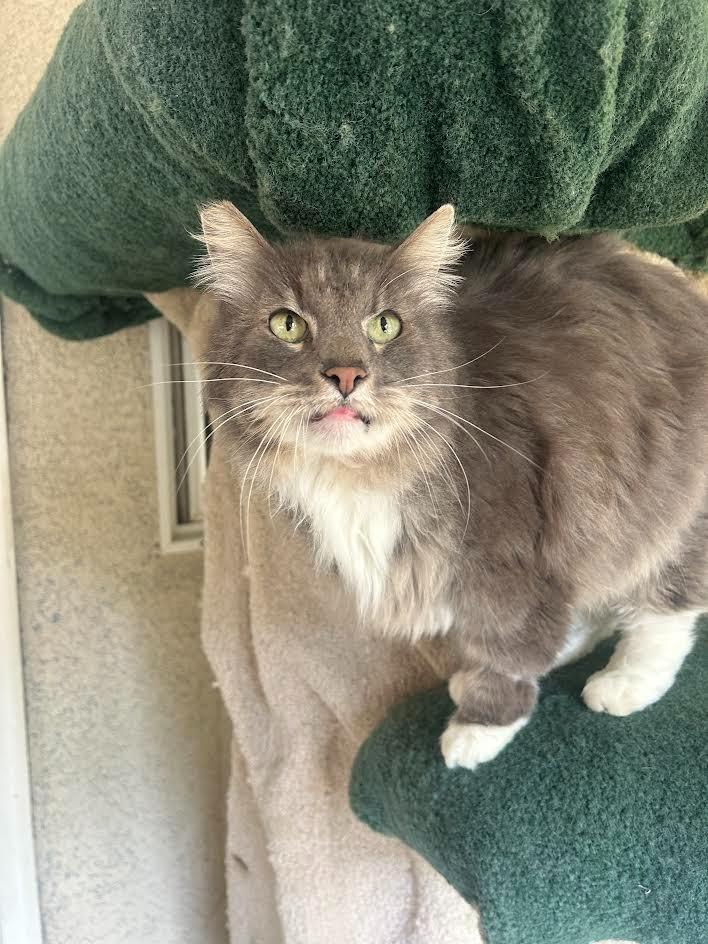 Enlarge Mounds, a Adoptable mixed breed in Los Angeles, CA image 4/6