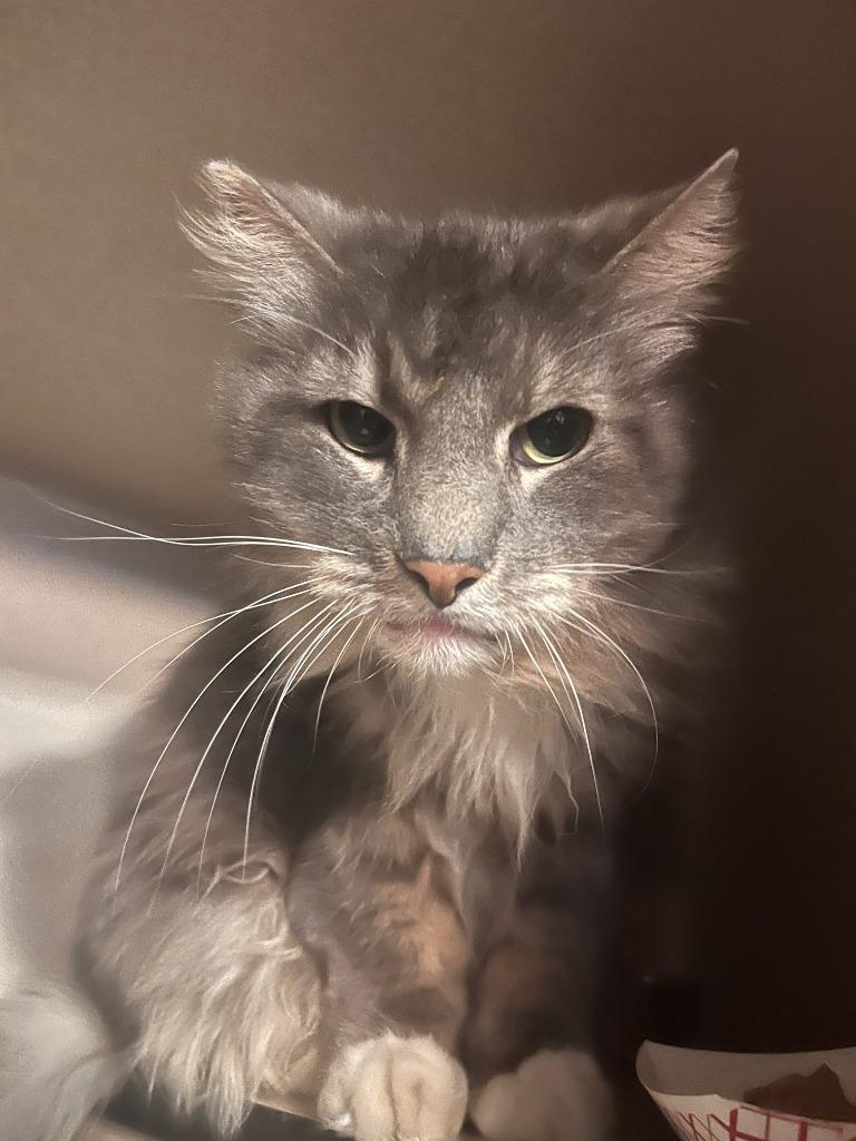 Enlarge Mounds, a Adoptable mixed breed in Los Angeles, CA image 5/6