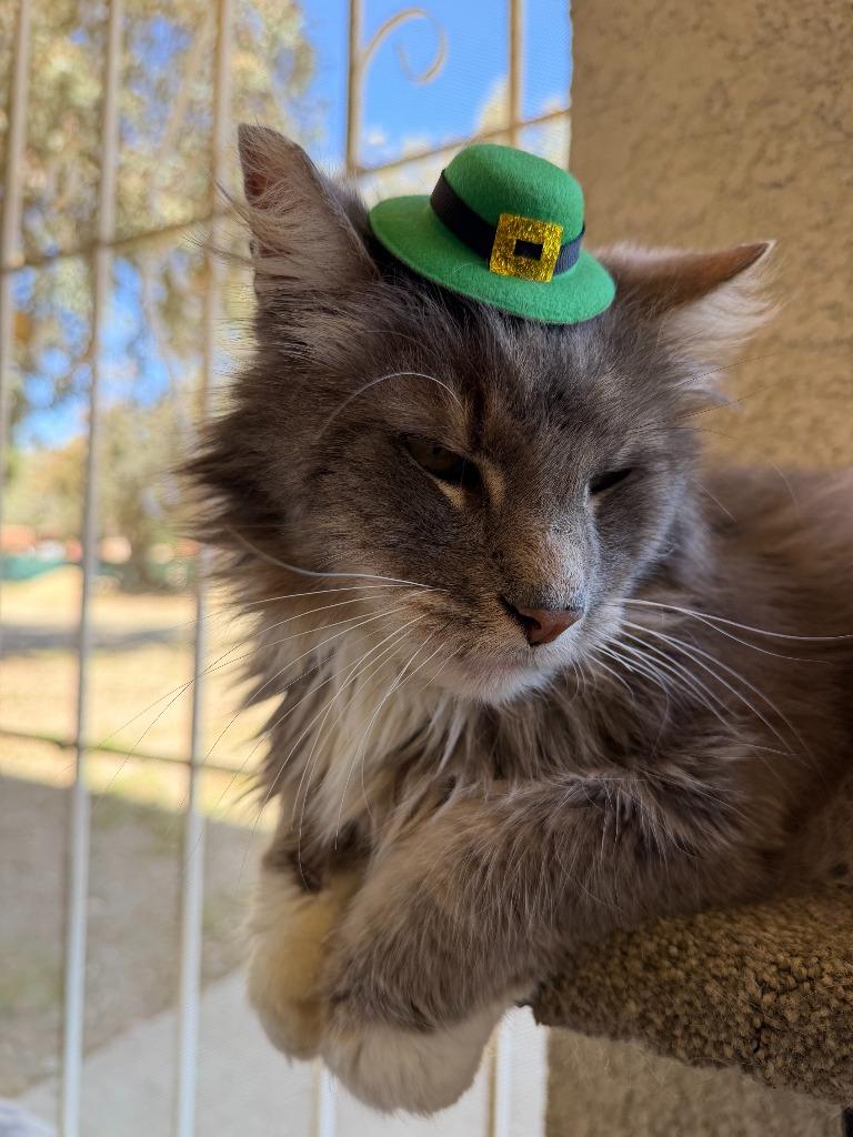 Enlarge Mounds, a Adoptable mixed breed in Los Angeles, CA image 6/6