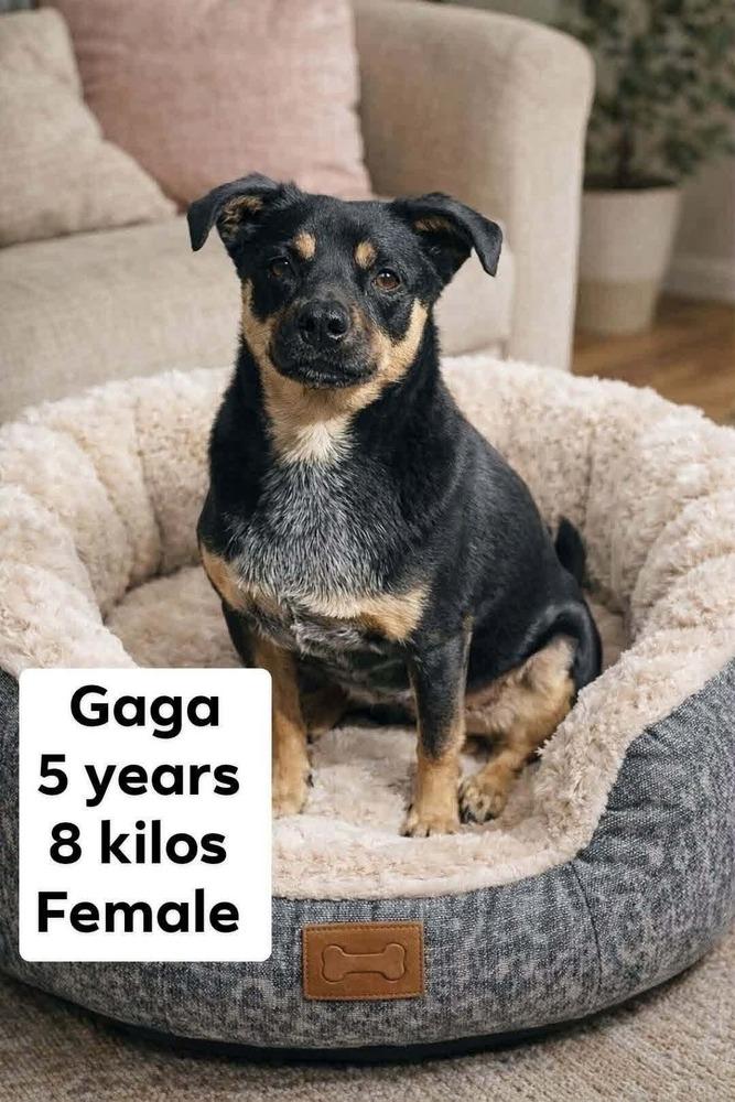 Enlarge Gaga, a Adoptable mixed breed in Cortez, CO image 1/1