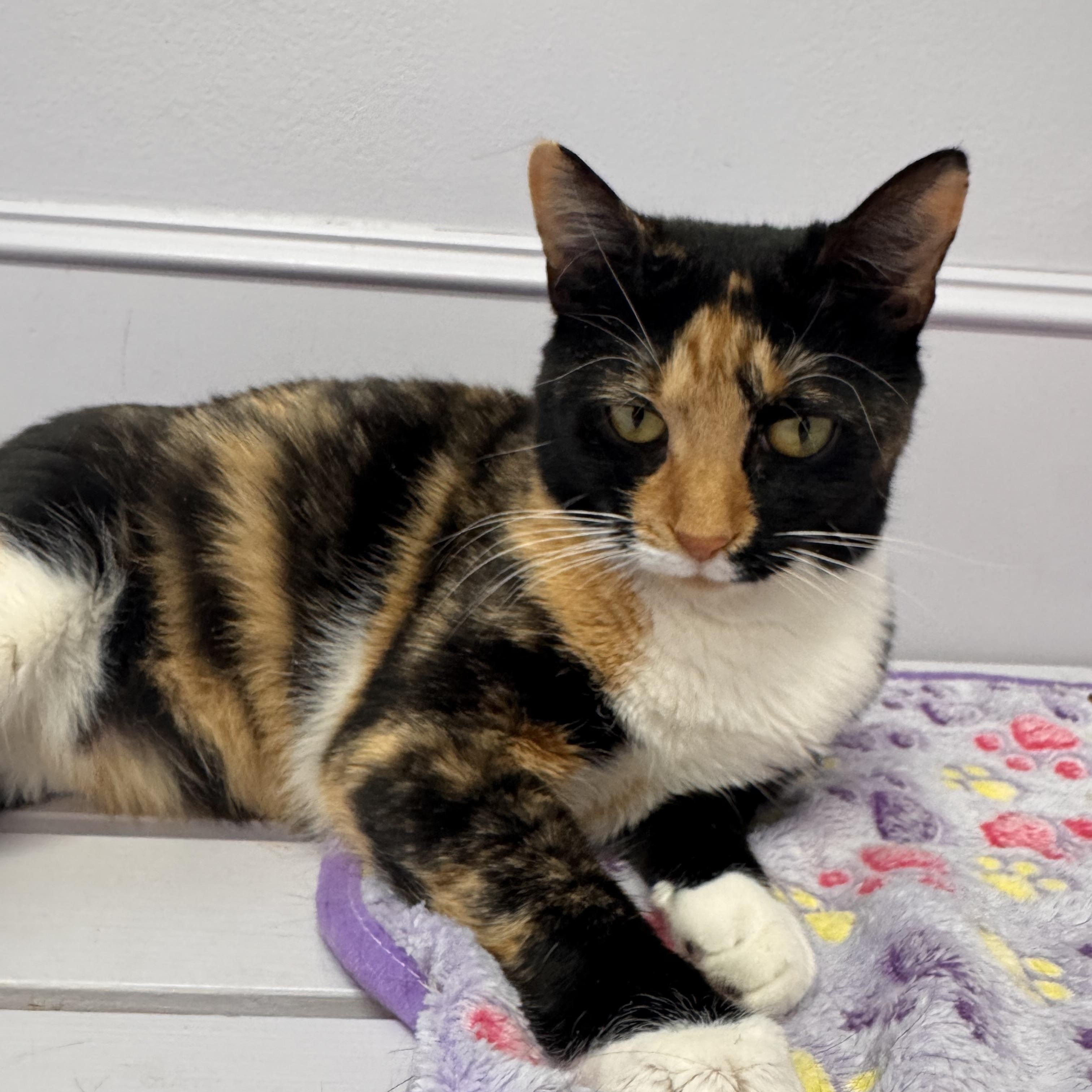 Margo, Adoptable, Young Female Calico.