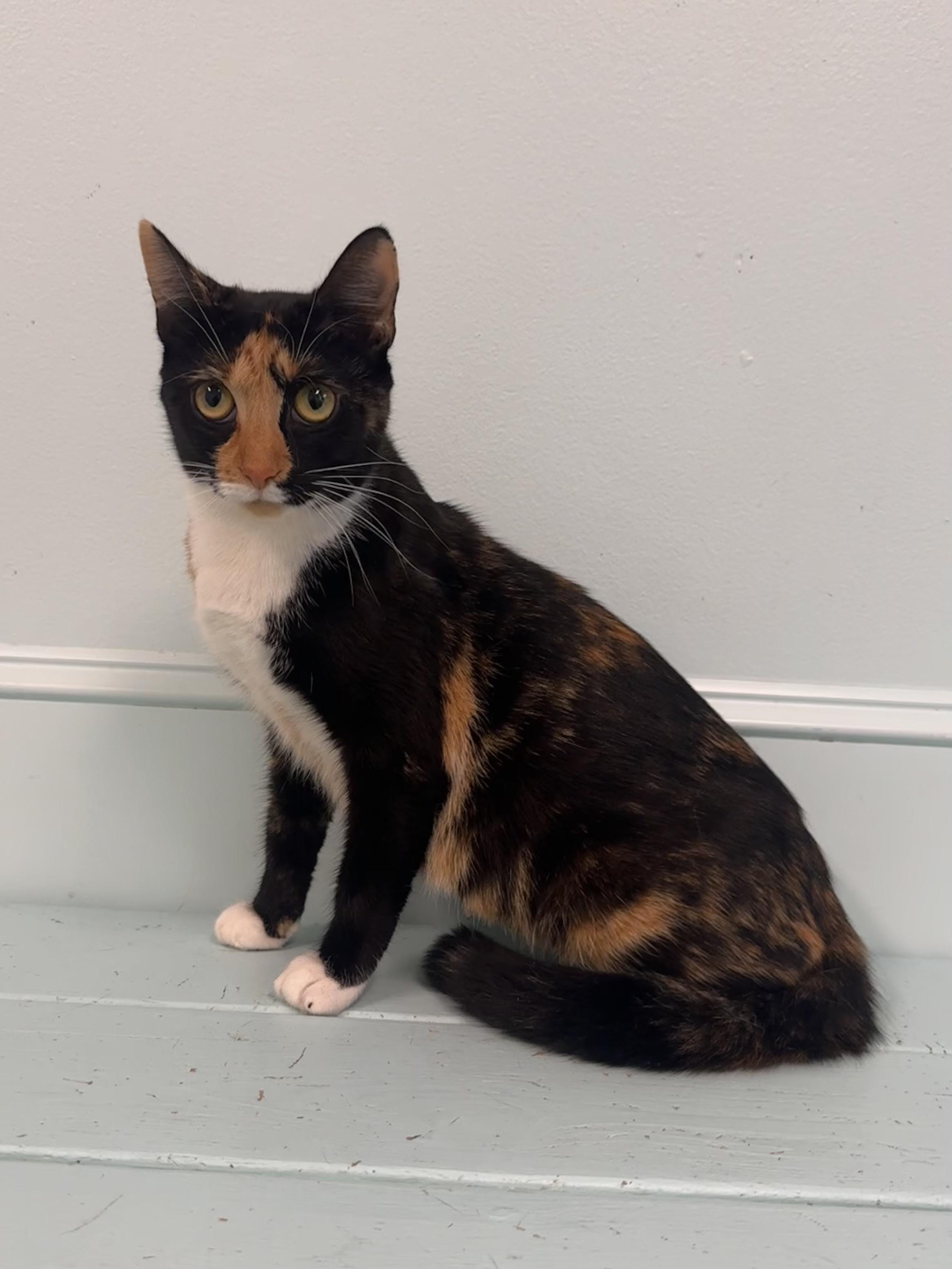 Margo, Adoptable, Young Female Calico.