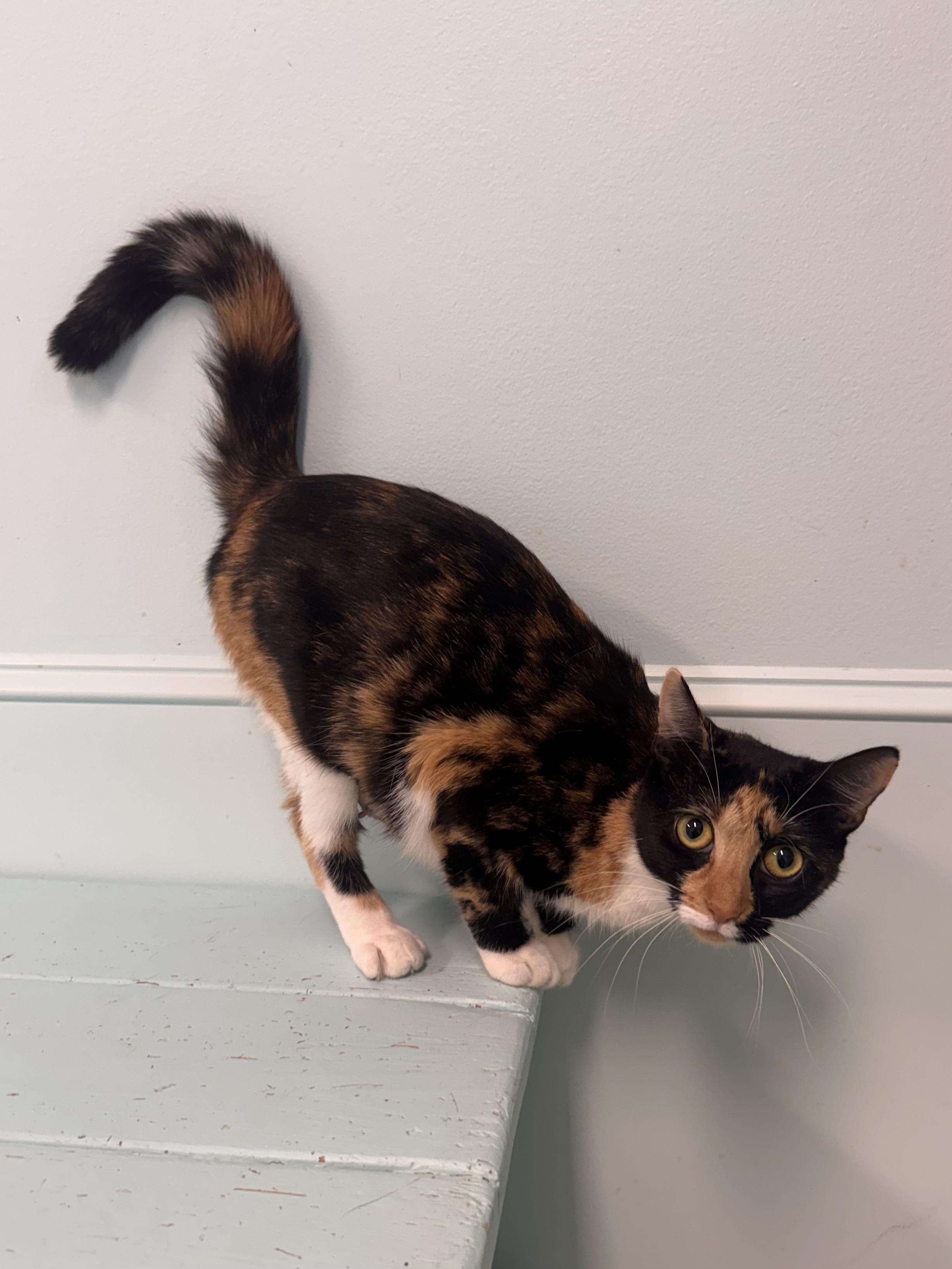 Enlarge Margo, a Adoptable Calico in East Northport, NY image 2/5