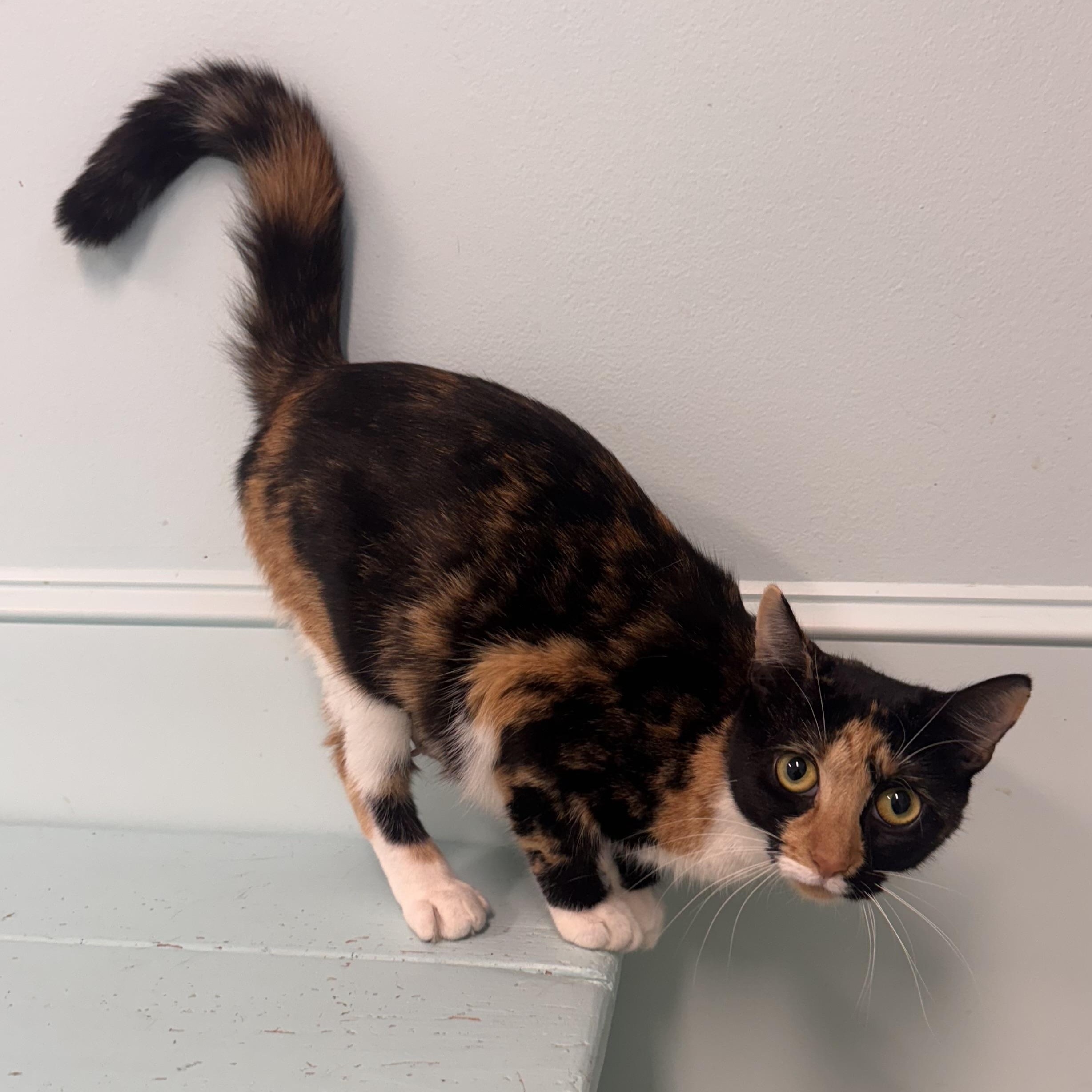 Margo, a Adoptable Calico in East Northport, NY image 2/6