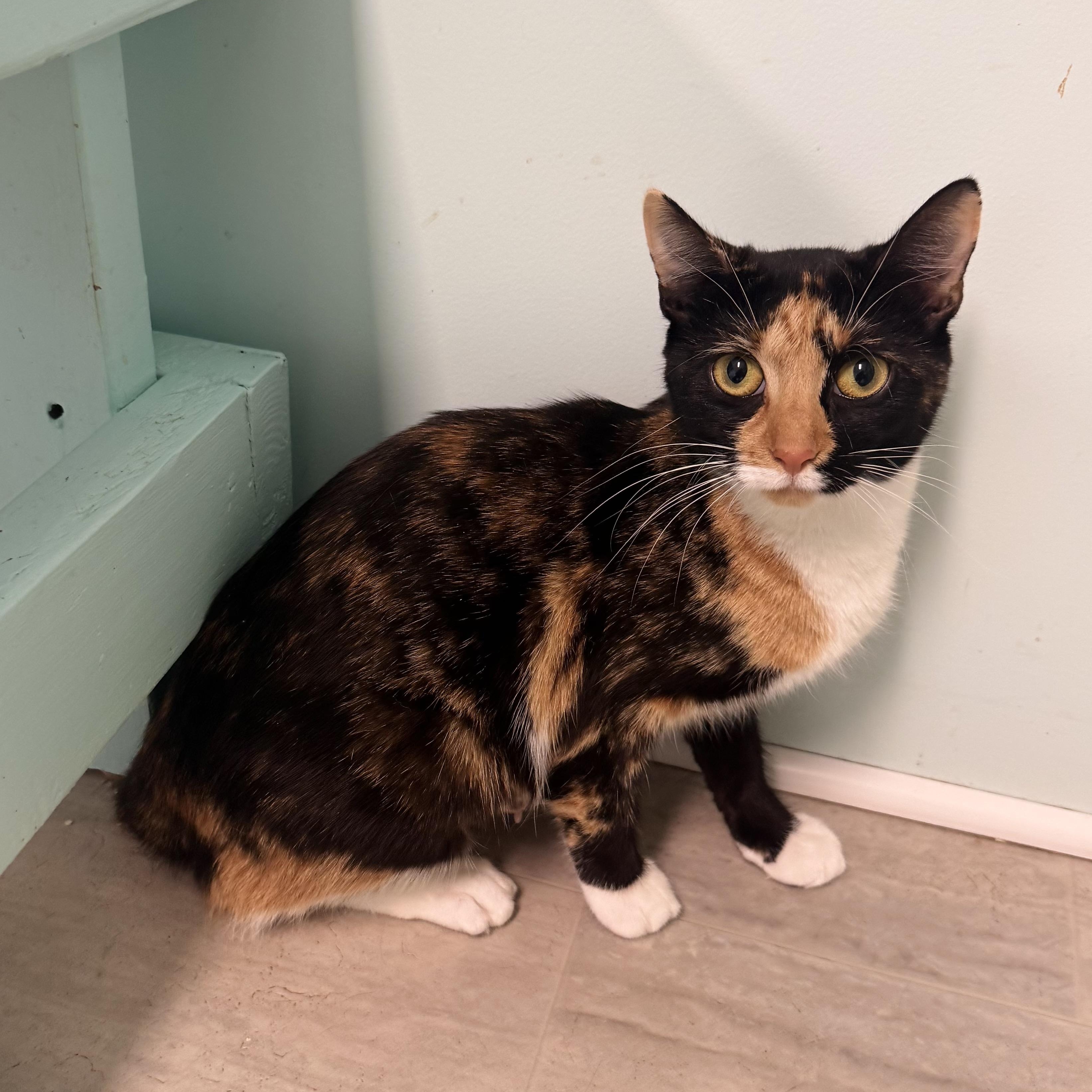 Margo, a Adoptable Calico in East Northport, NY image 3/6