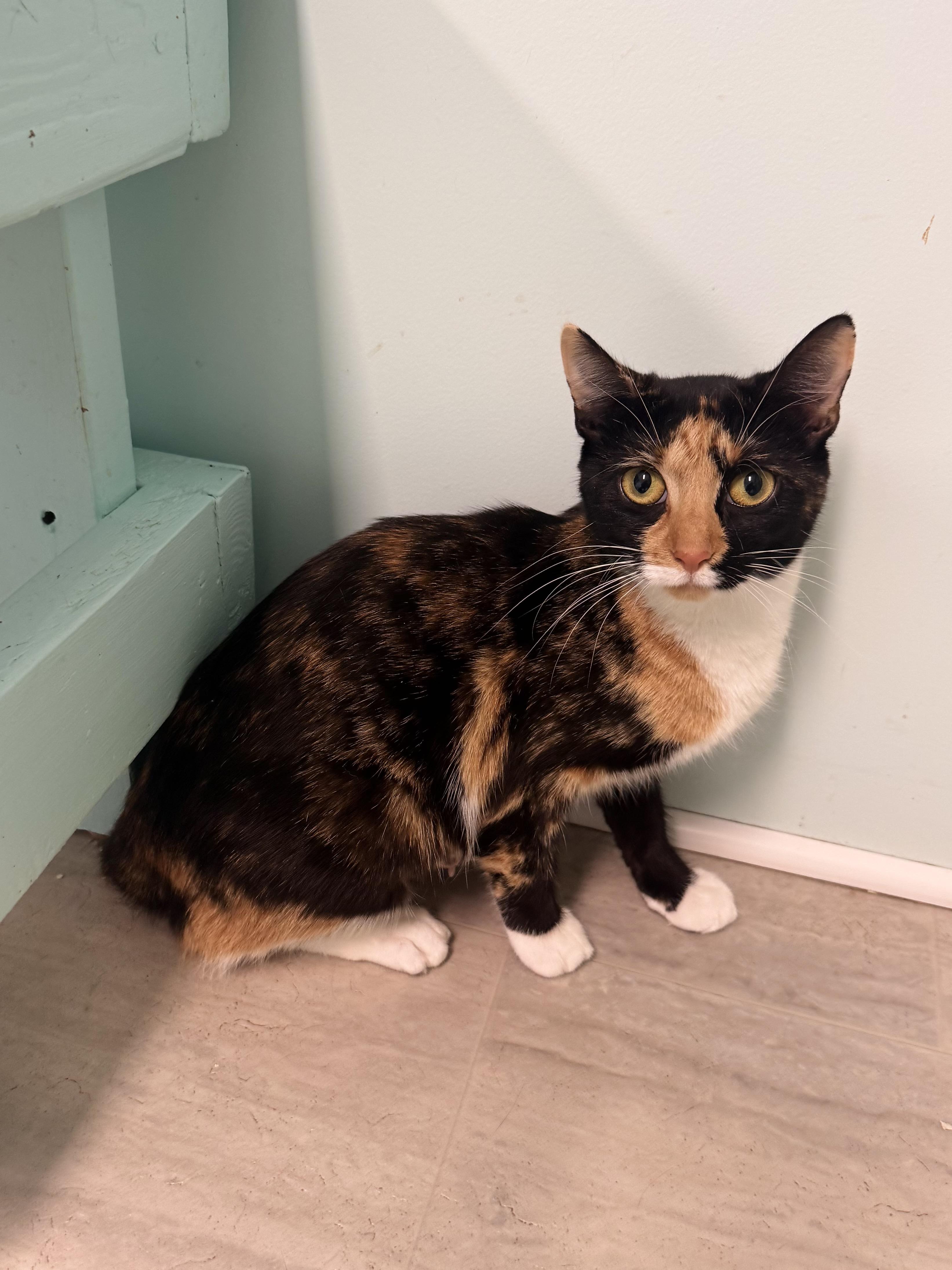 Enlarge Margo, a Adoptable Calico in East Northport, NY image 3/5
