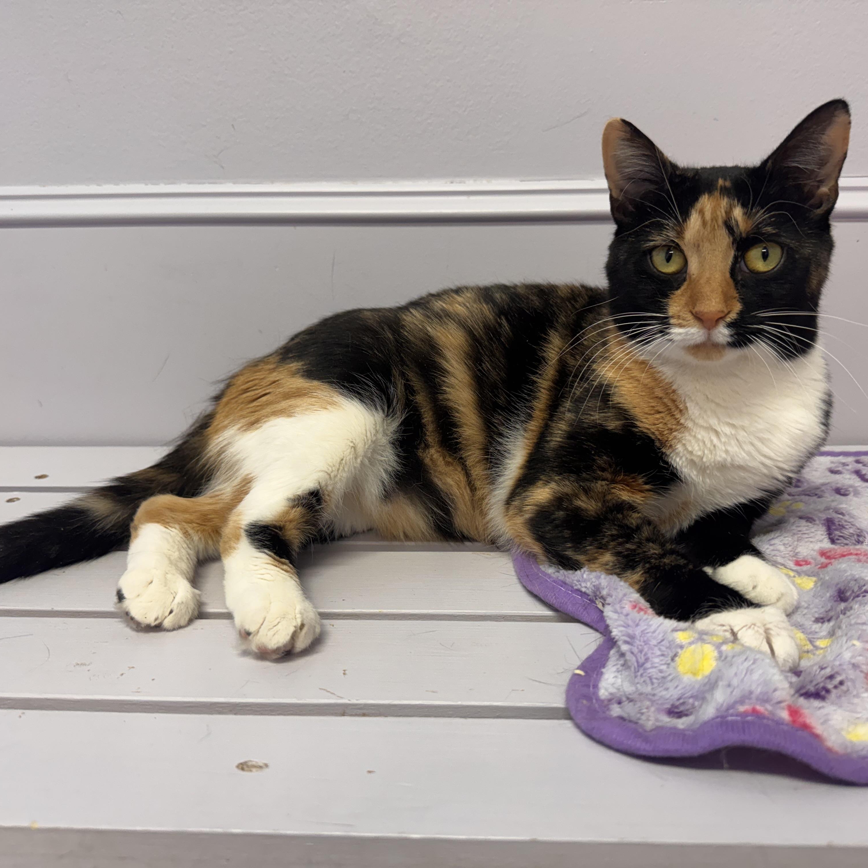 Margo, a Adoptable Calico in East Northport, NY image 5/6