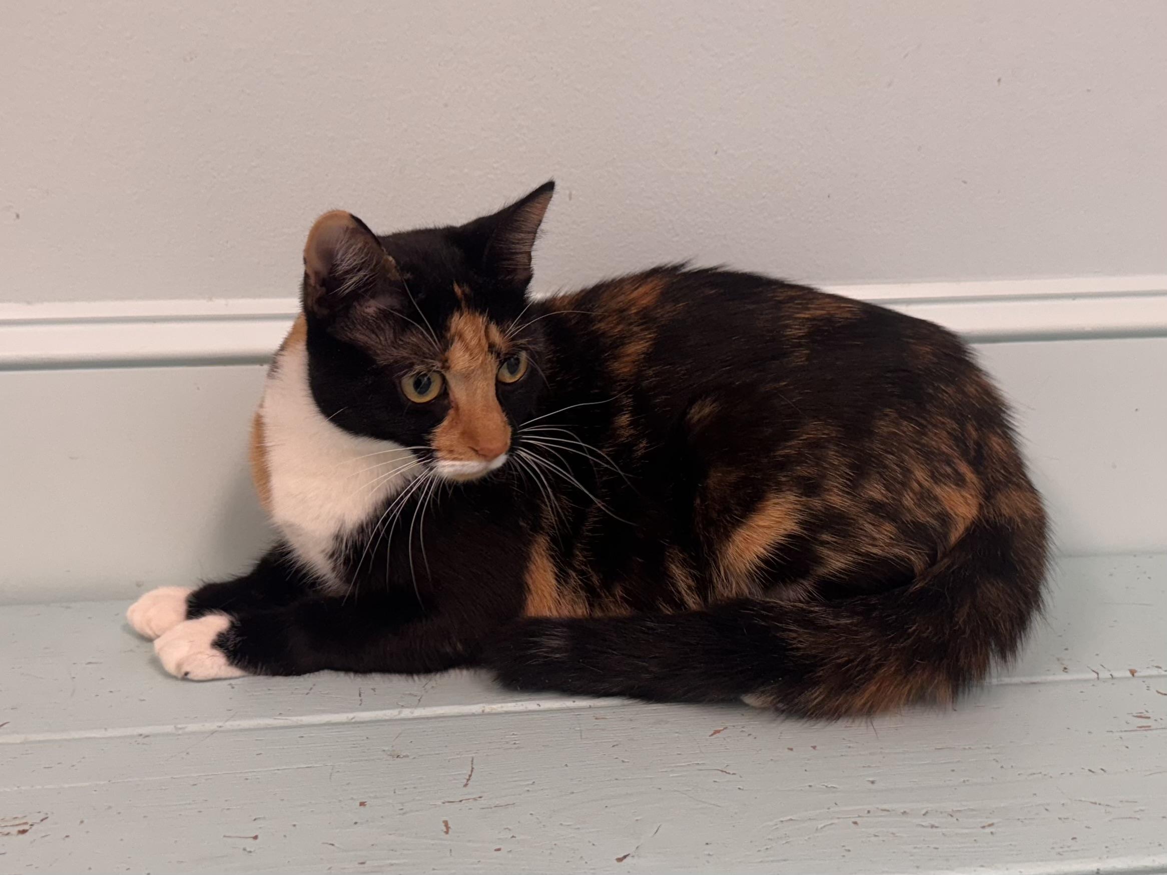 Enlarge Margo, a Adoptable Calico in East Northport, NY image 4/5