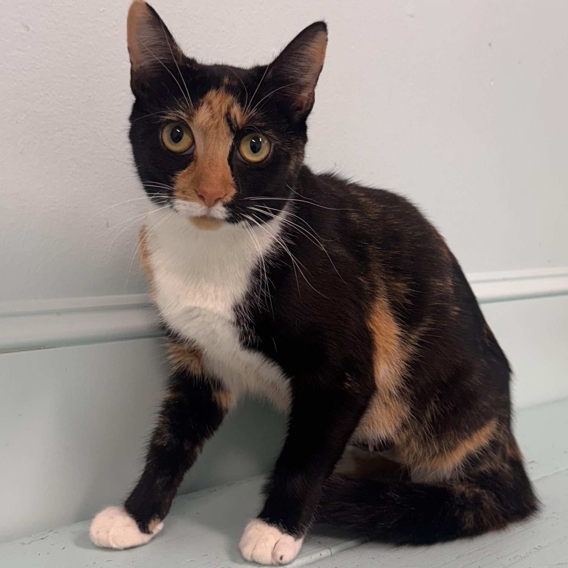 Margo, a Adoptable Calico in East Northport, NY image 4/6