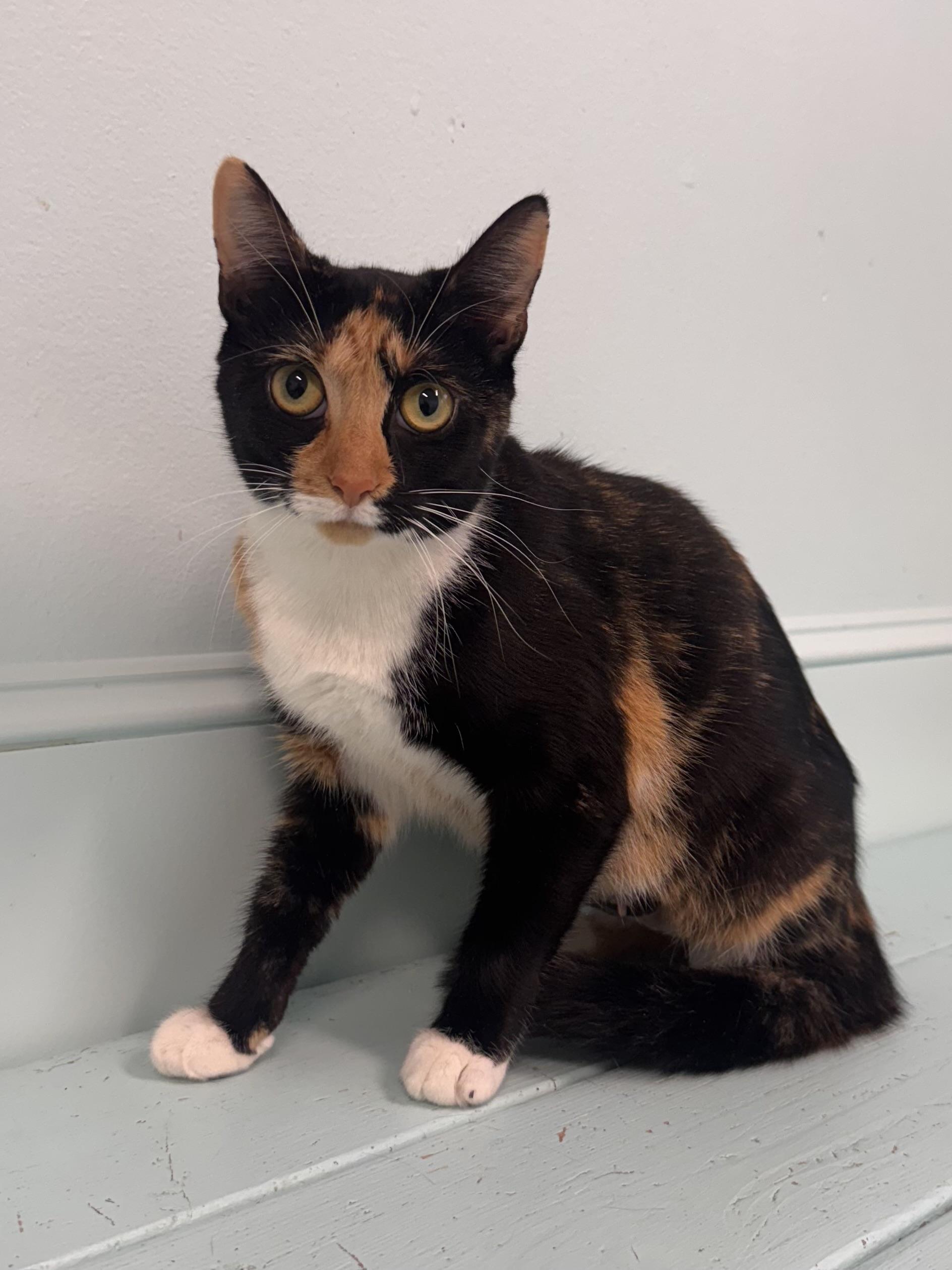 Enlarge Margo, a Adoptable Calico in East Northport, NY image 5/5