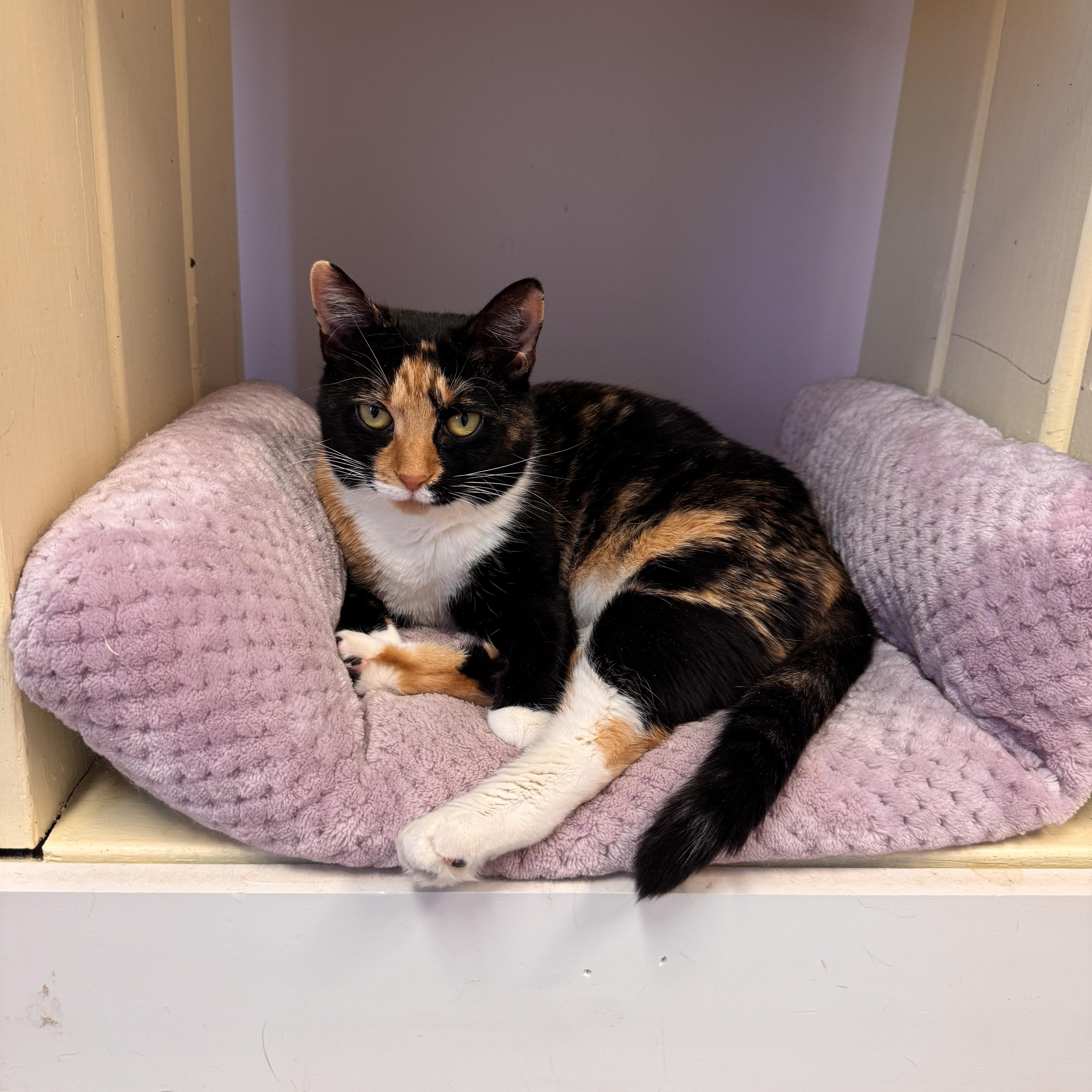 Margo, a Adoptable Calico in East Northport, NY image 6/6