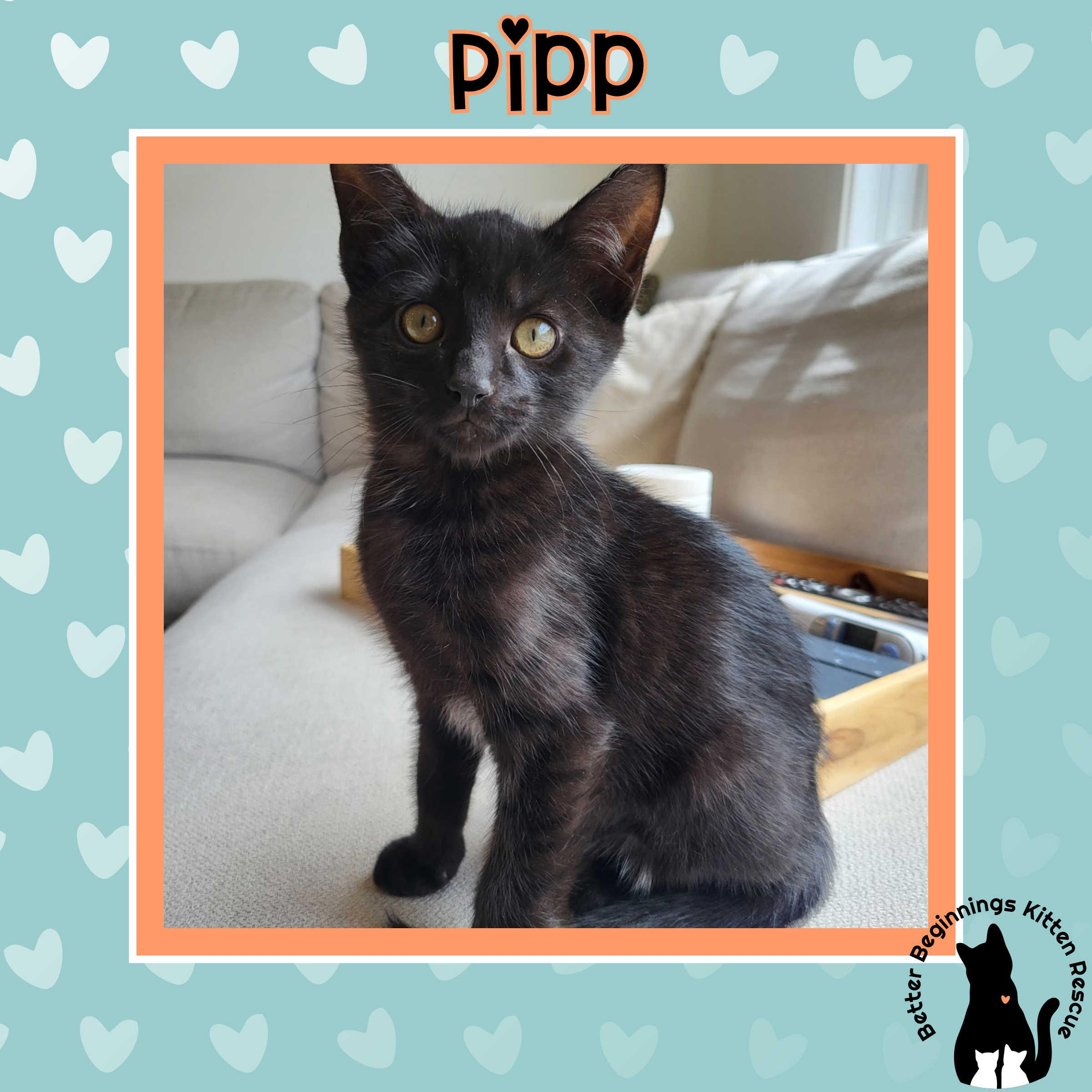 Pipp, a Adoptable mixed breed in Kamloops, BC image 2/6