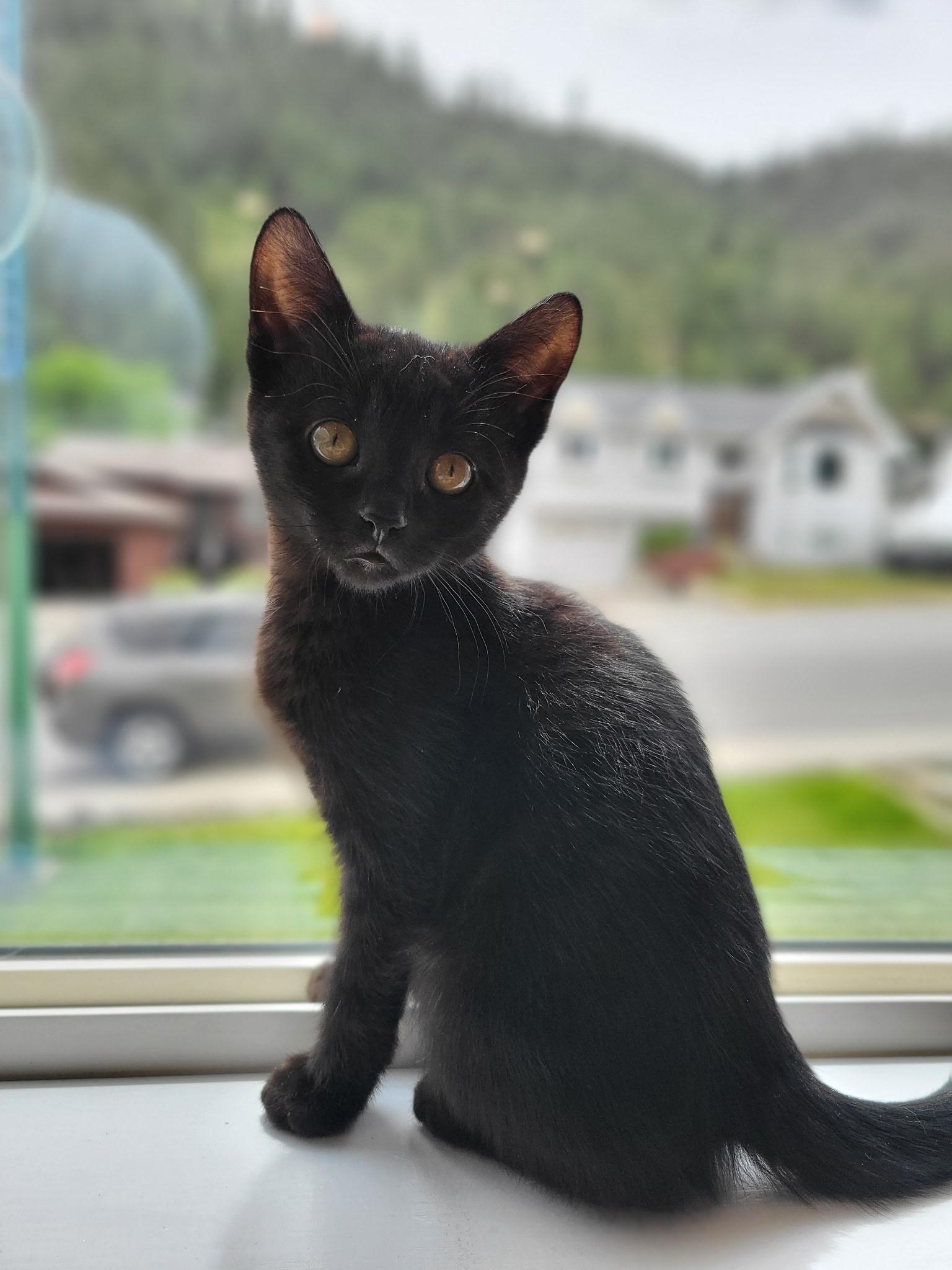 Pipp, a Adoptable mixed breed in Kamloops, BC image 3/6