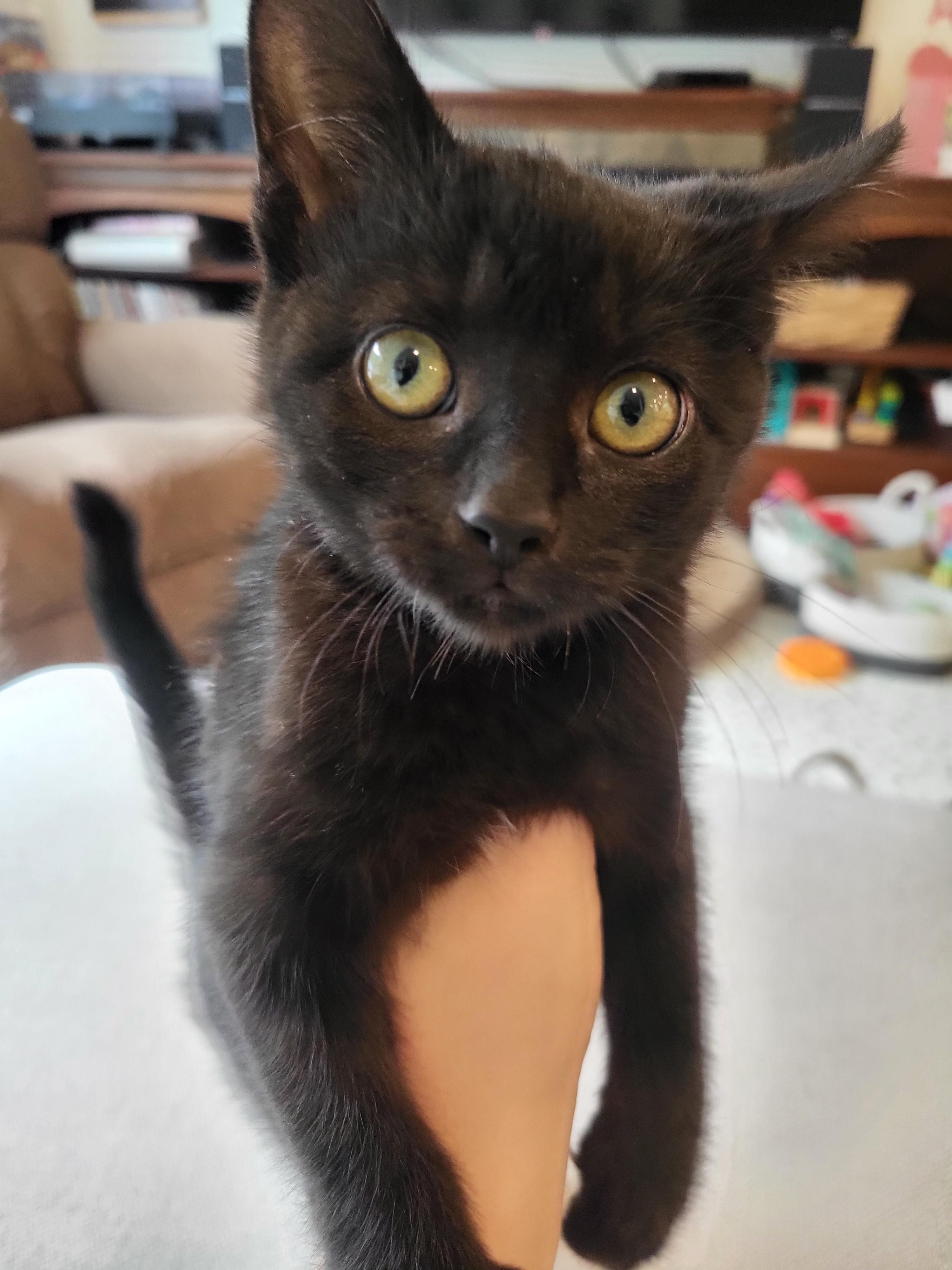 Pipp, a Adoptable mixed breed in Kamloops, BC image 4/6