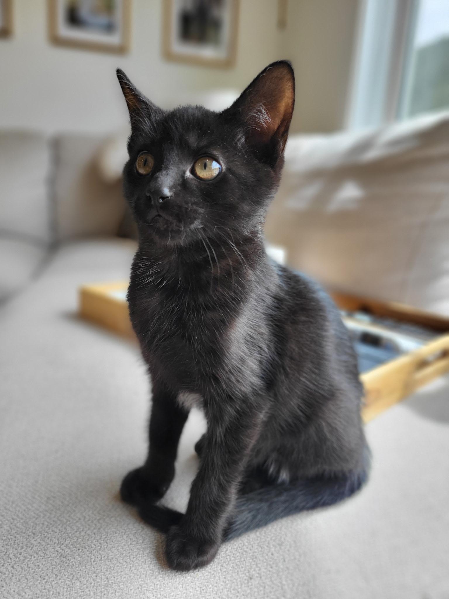 Pipp, a Adoptable mixed breed in Kamloops, BC image 5/6