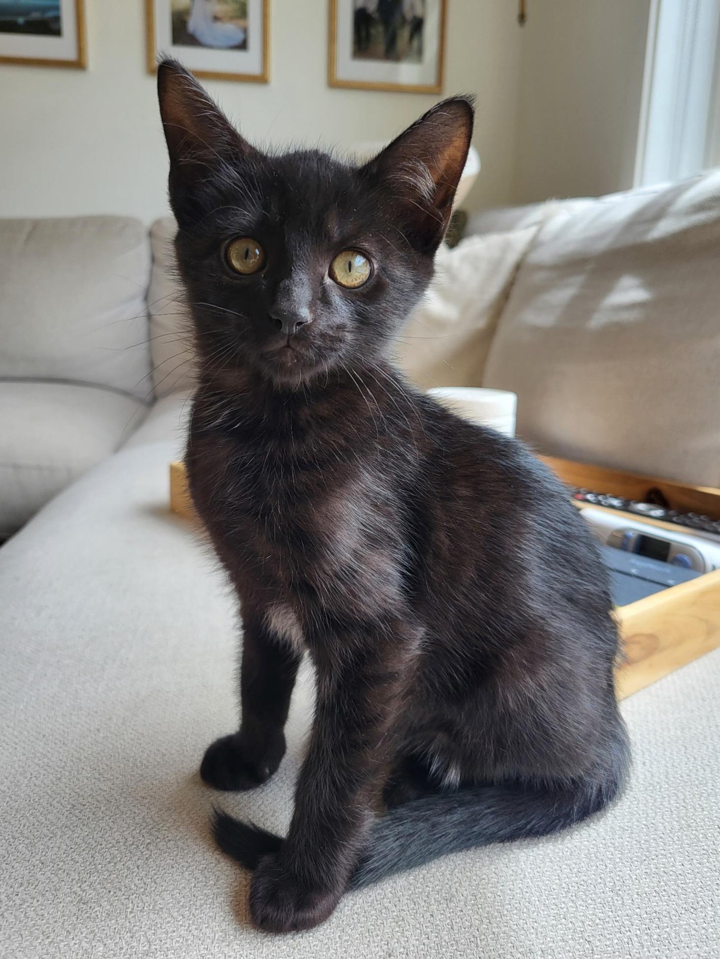 Pipp, a Adoptable mixed breed in Kamloops, BC image 6/6