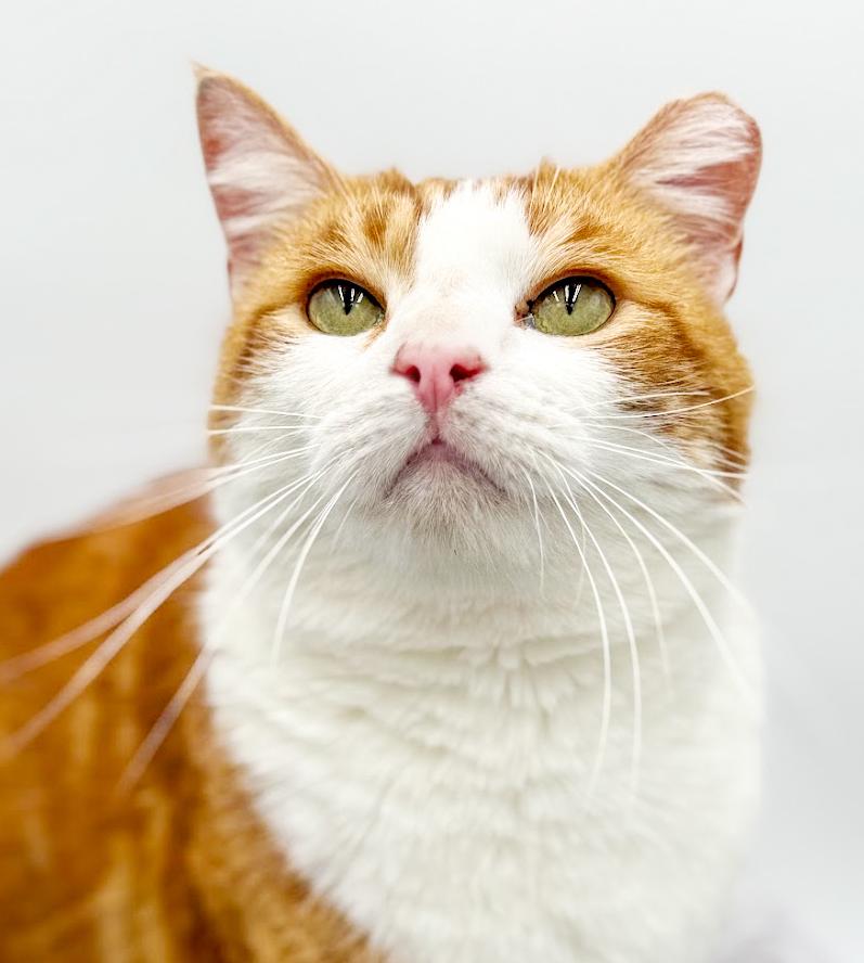 Fitz is FANTASTIC - super cutie! super handsome! THERAPY SNUGGLER!! VIDEOS!, a Adoptable mixed breed in Bedford Hills, NY image 2/6