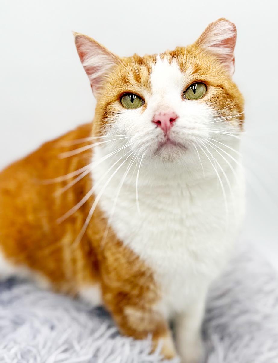 Fitz is FANTASTIC - super cutie! super handsome! THERAPY SNUGGLER!! VIDEOS!, a Adoptable mixed breed in Bedford Hills, NY image 6/6