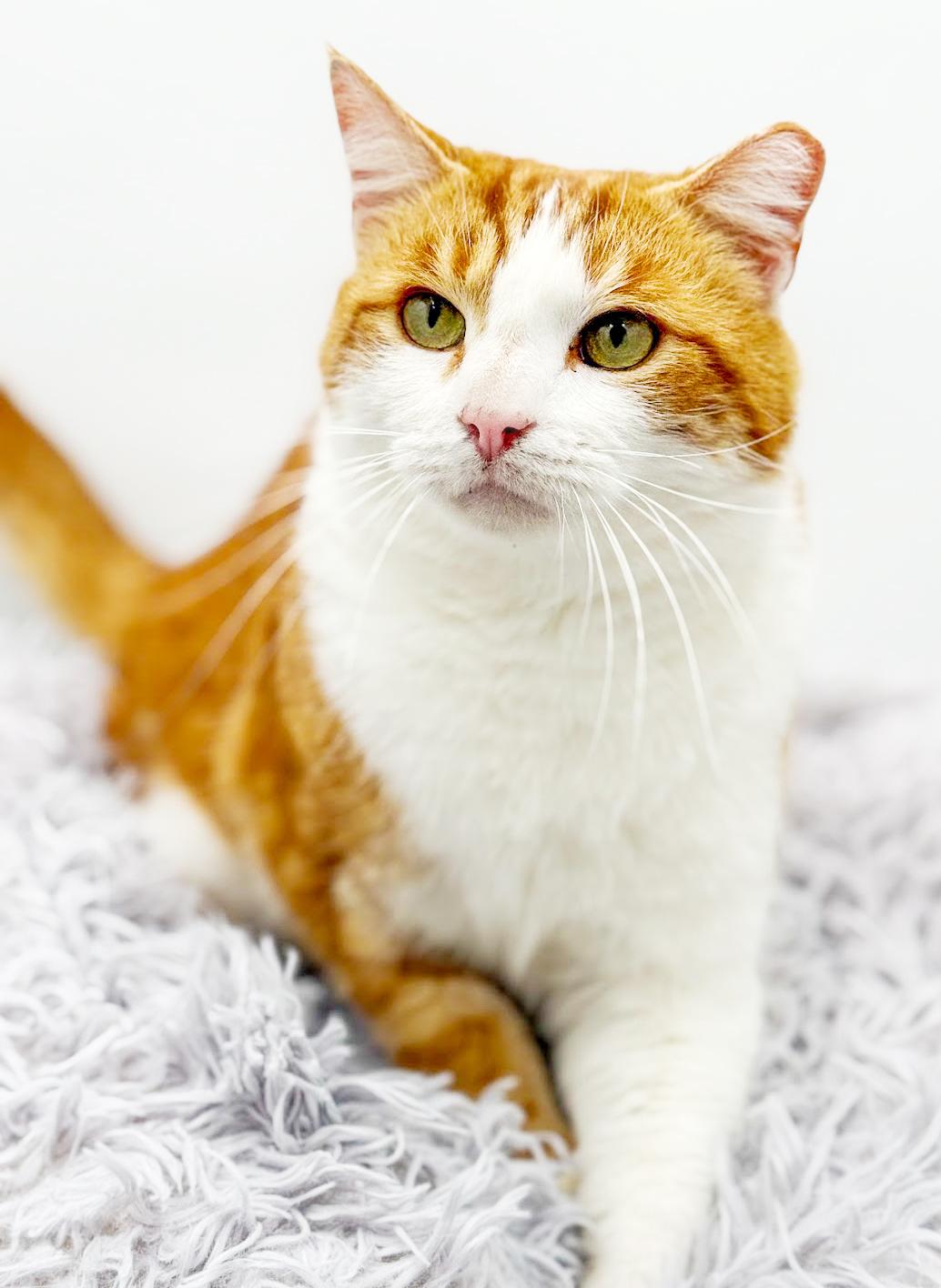 Fitz is FANTASTIC - super cutie! super handsome! THERAPY SNUGGLER!! VIDEOS!, a Adoptable mixed breed in Bedford Hills, NY image 1/6