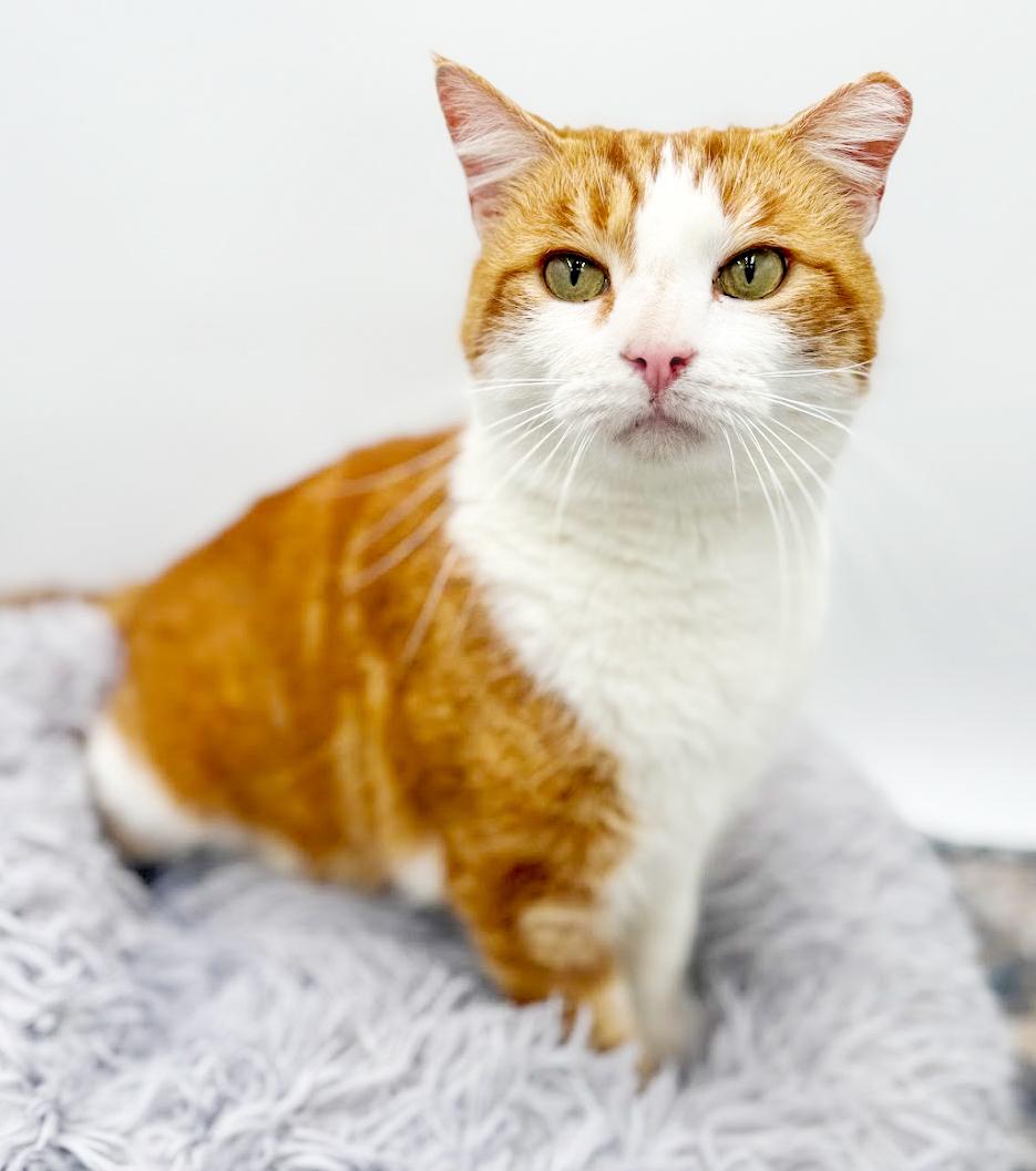 Fitz is FANTASTIC - super cutie! super handsome! THERAPY SNUGGLER!! VIDEOS!, a Adoptable mixed breed in Bedford Hills, NY image 4/6