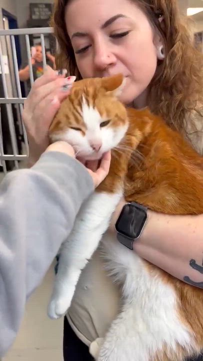 Enlarge Fitz is FANTASTIC - super cutie!  super handsome!  THERAPY SNUGGLER!!  VIDEOS!, a Adoptable mixed breed in Bedford Hills, NY video 3/6