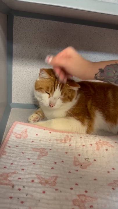 Enlarge Fitz is FANTASTIC - super cutie!  super handsome!  THERAPY SNUGGLER!!  VIDEOS!, a Adoptable mixed breed in Bedford Hills, NY video 5/6