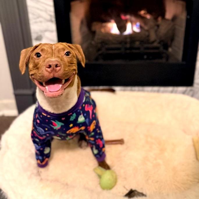 Enlarge Patch, a Adoptable mixed breed in Durham, NC image 2/6