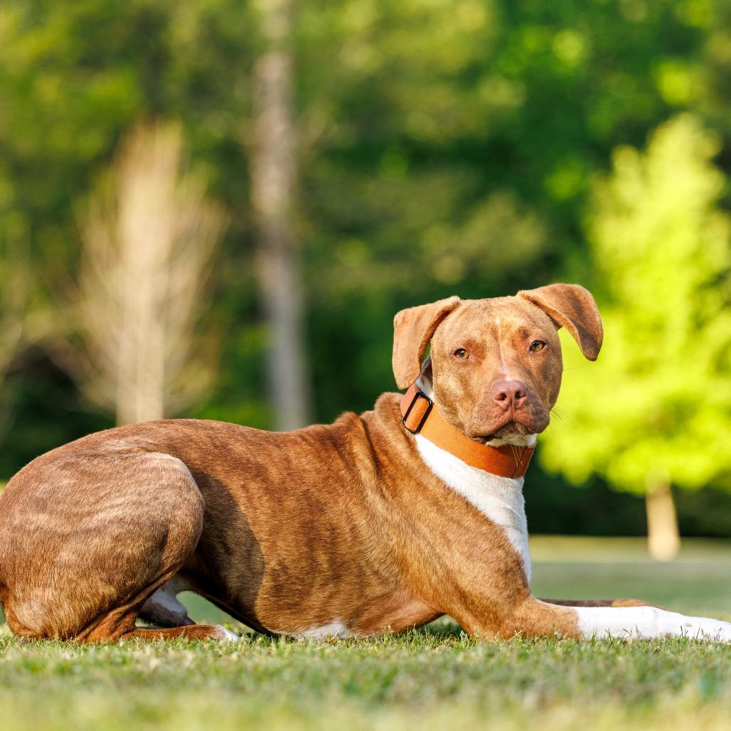 Enlarge Patch, a Adoptable mixed breed in Durham, NC image 3/6