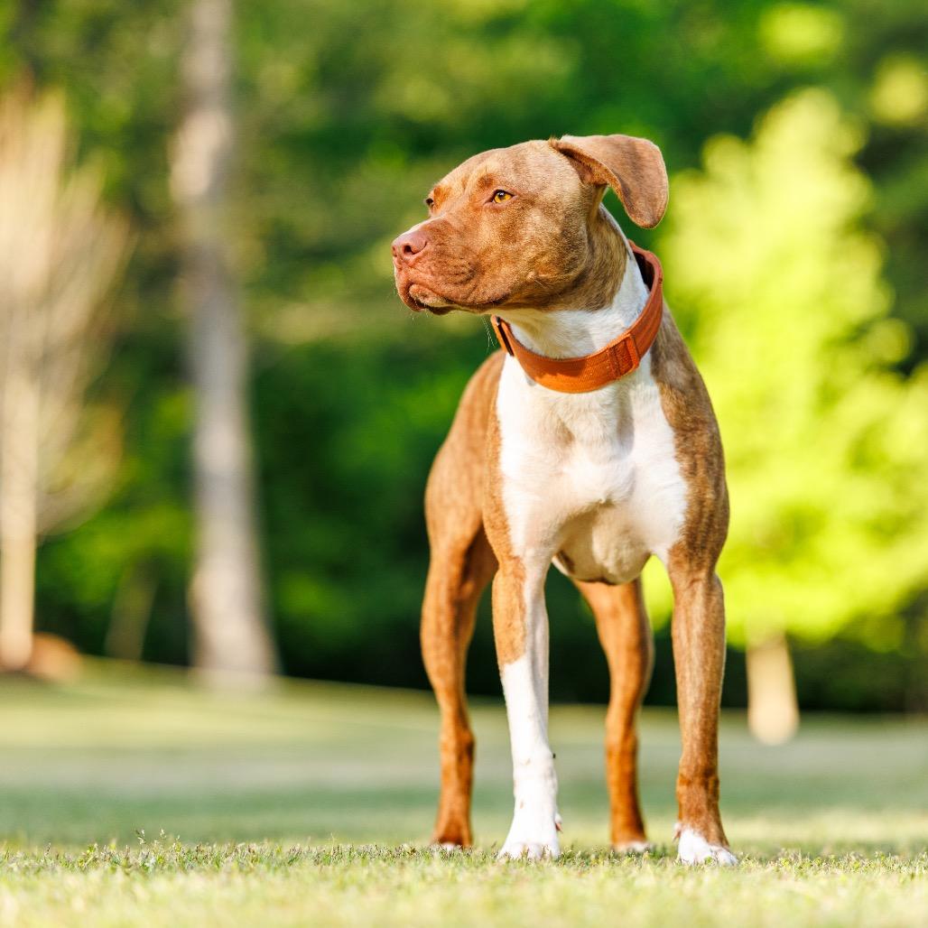Enlarge Patch, a Adoptable mixed breed in Durham, NC image 4/6